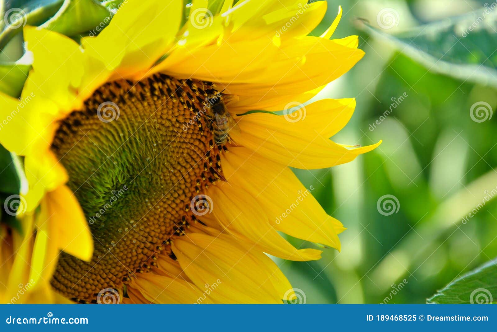 Sunflower on a Green Background. Stock Image Image of garden, nature