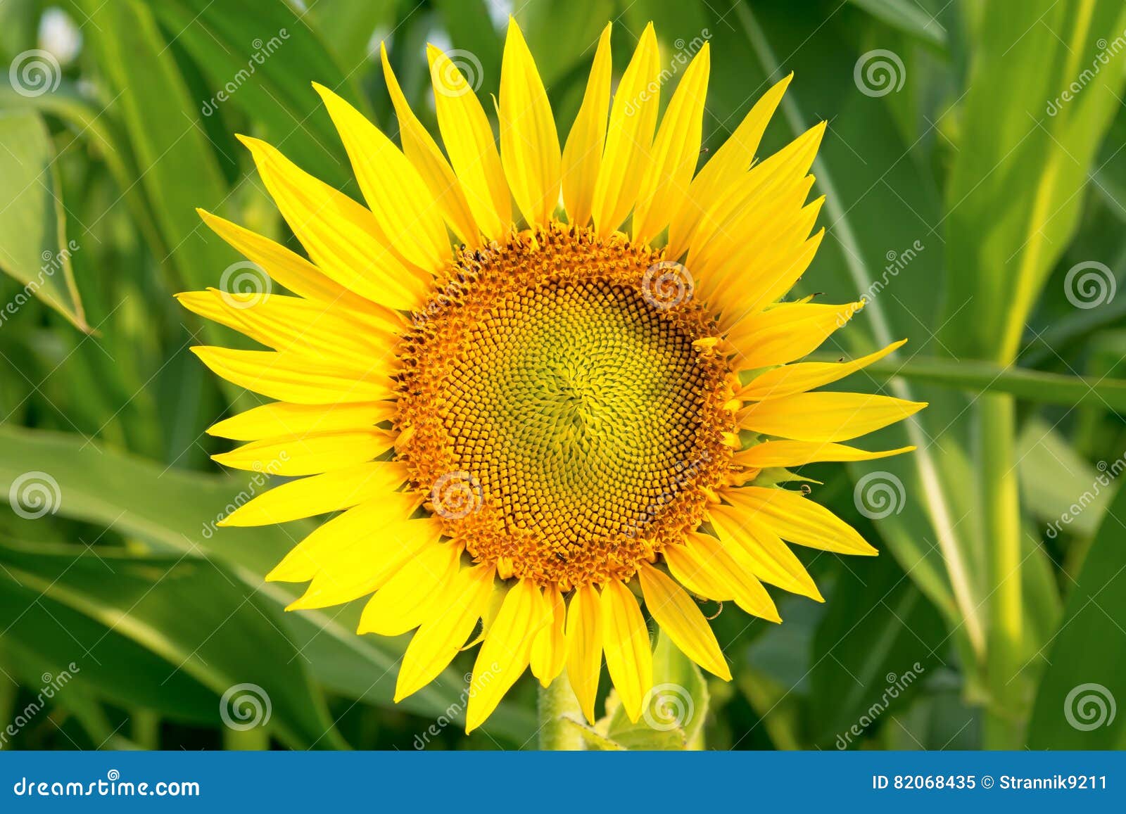 Sunflower on a Green Background. Stock Image Image of blossom