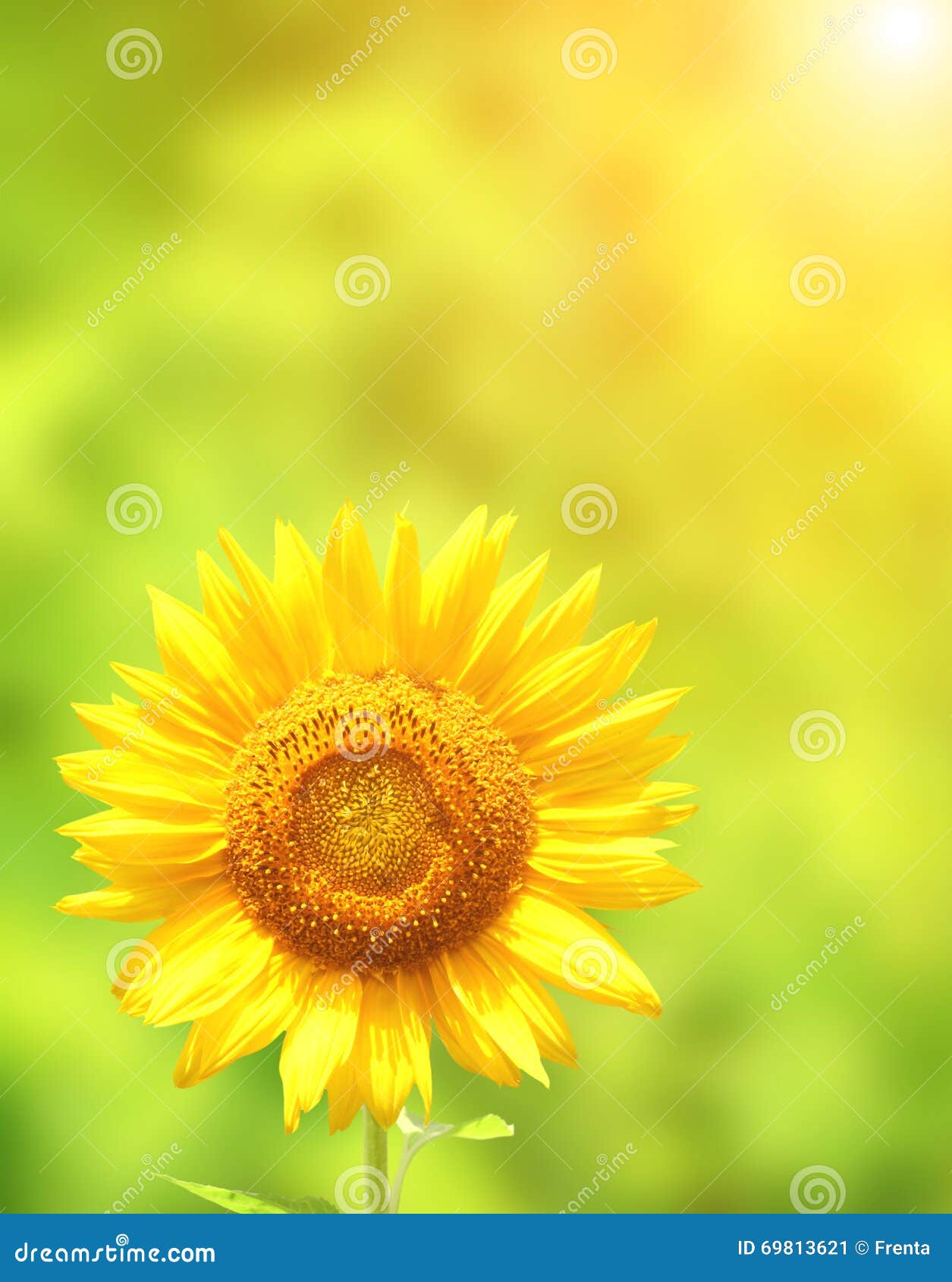 Sunflower on Green Background Stock Image Image of green, floral