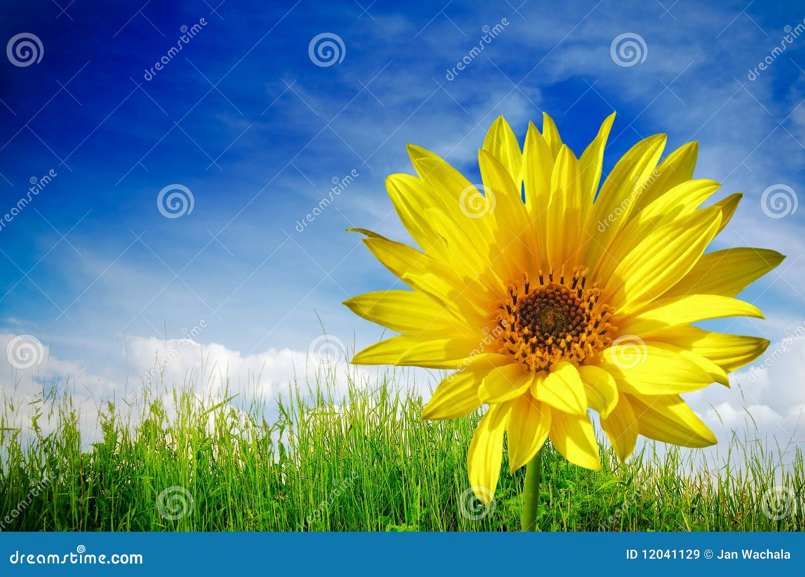 Sunflower on green grass stock image. Image of idea, global 12041129