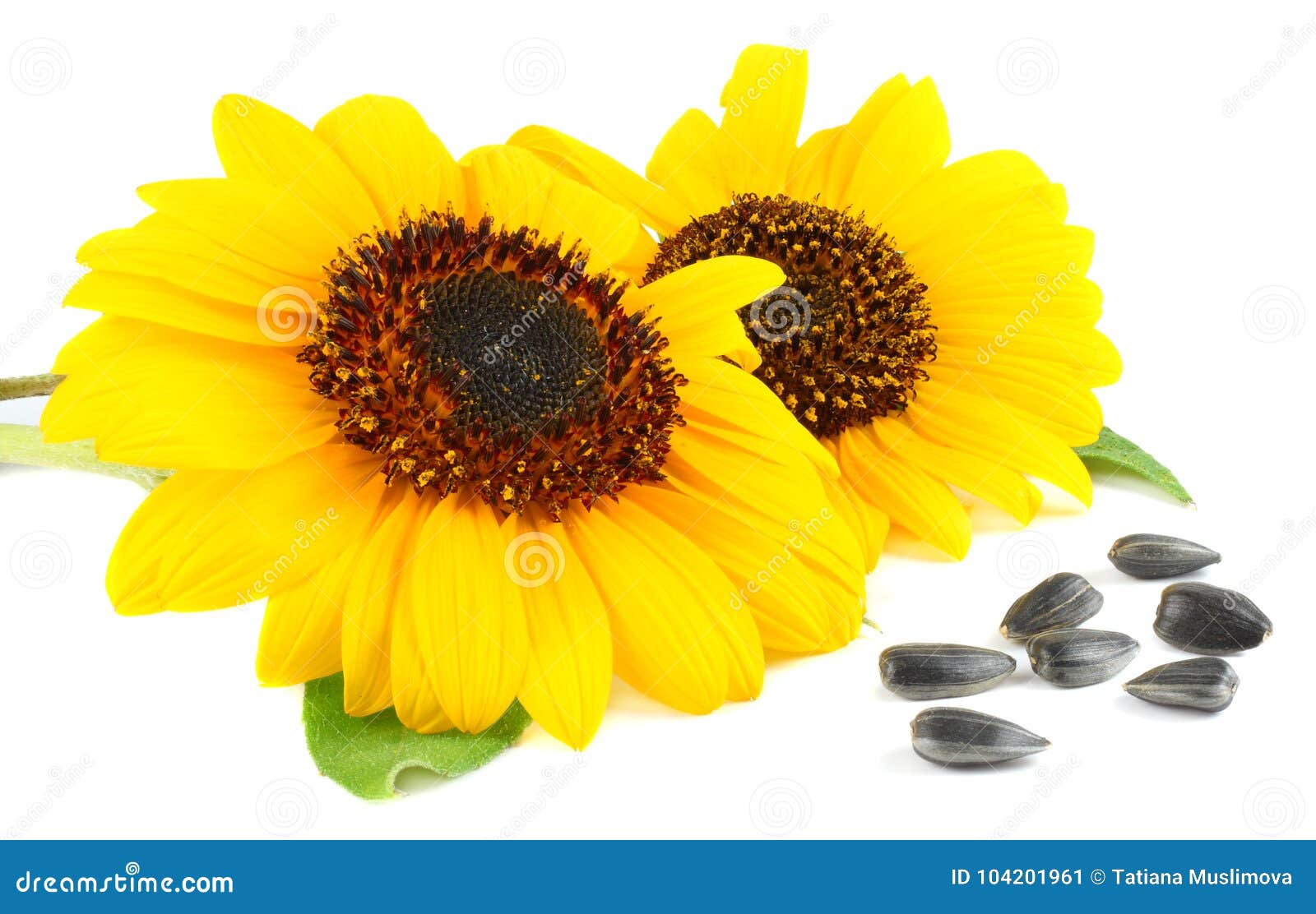 Sunflower with Green Leaf and Seeds Isolated on White Background Stock ...