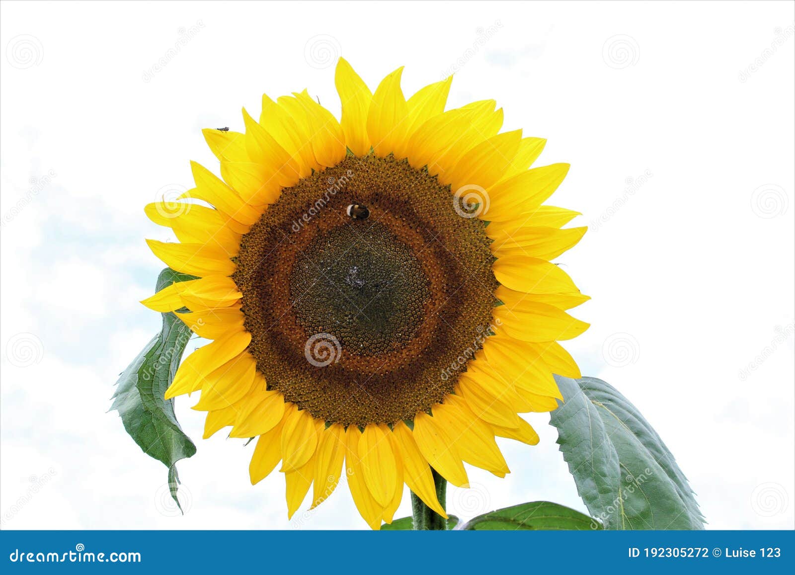 Sunflower with Green Leaves Against a Bright Sky Stock Photo Image of