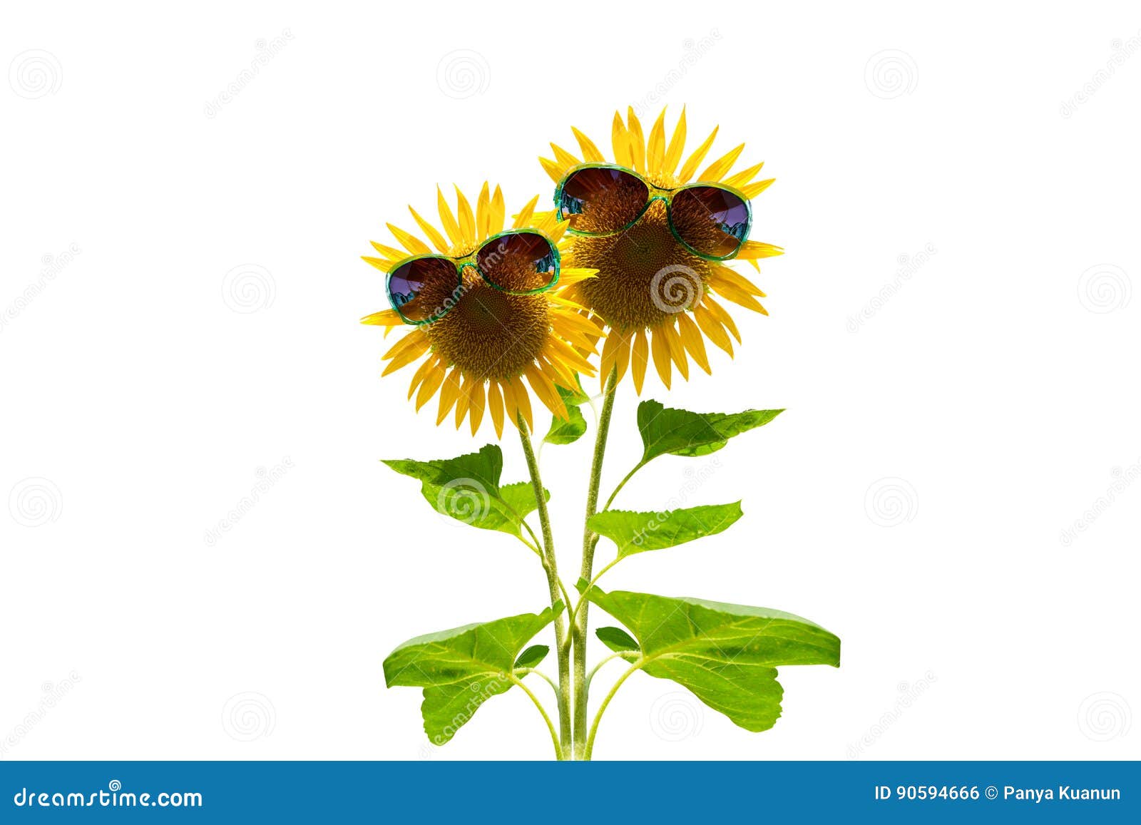 Sunflower with Green Sunglasses Isolated on White Background. Stock