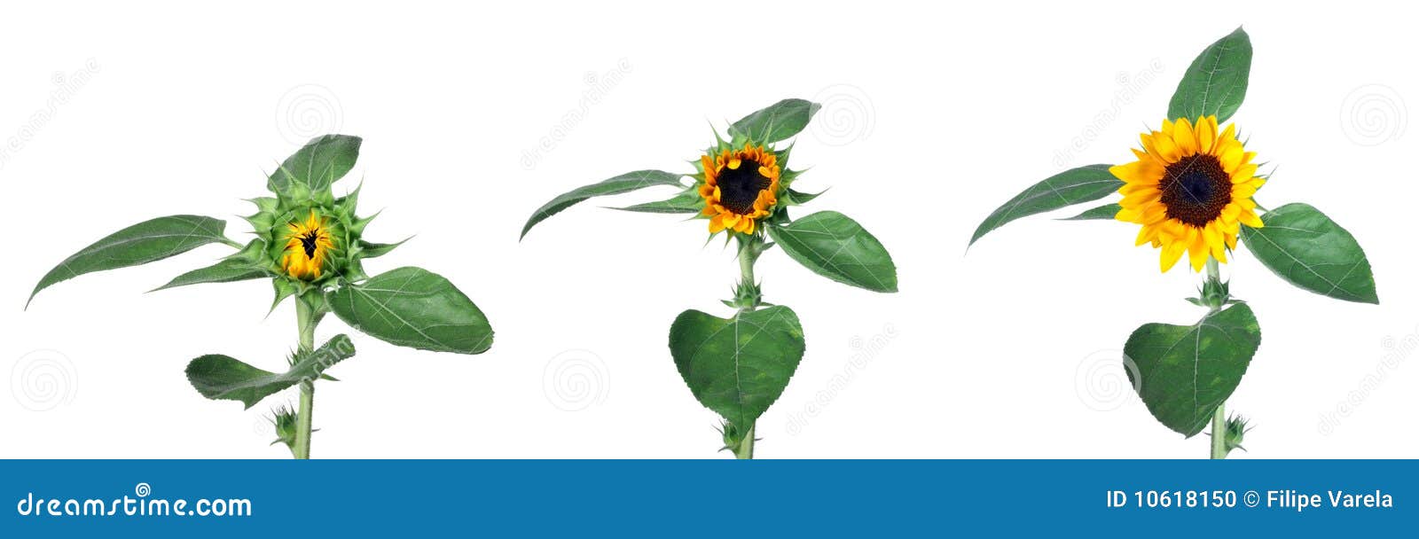 Sunflower Grow Stages Isolated Stock Photo Image 10618150
