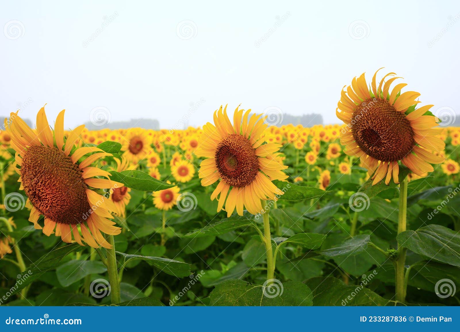 Sunflower grow in the wild stock photo. Image of beautiful 233287836