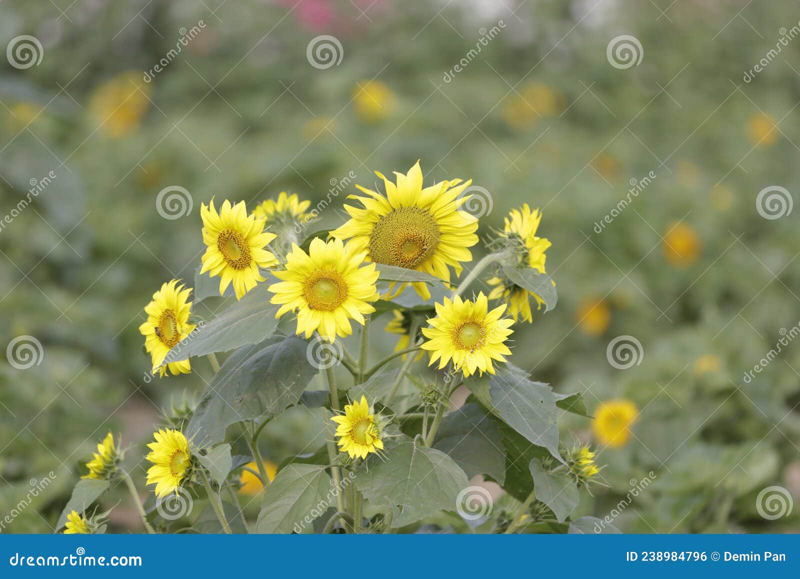 Sunflower grow in the wild stock photo. Image of beautiful 238984796
