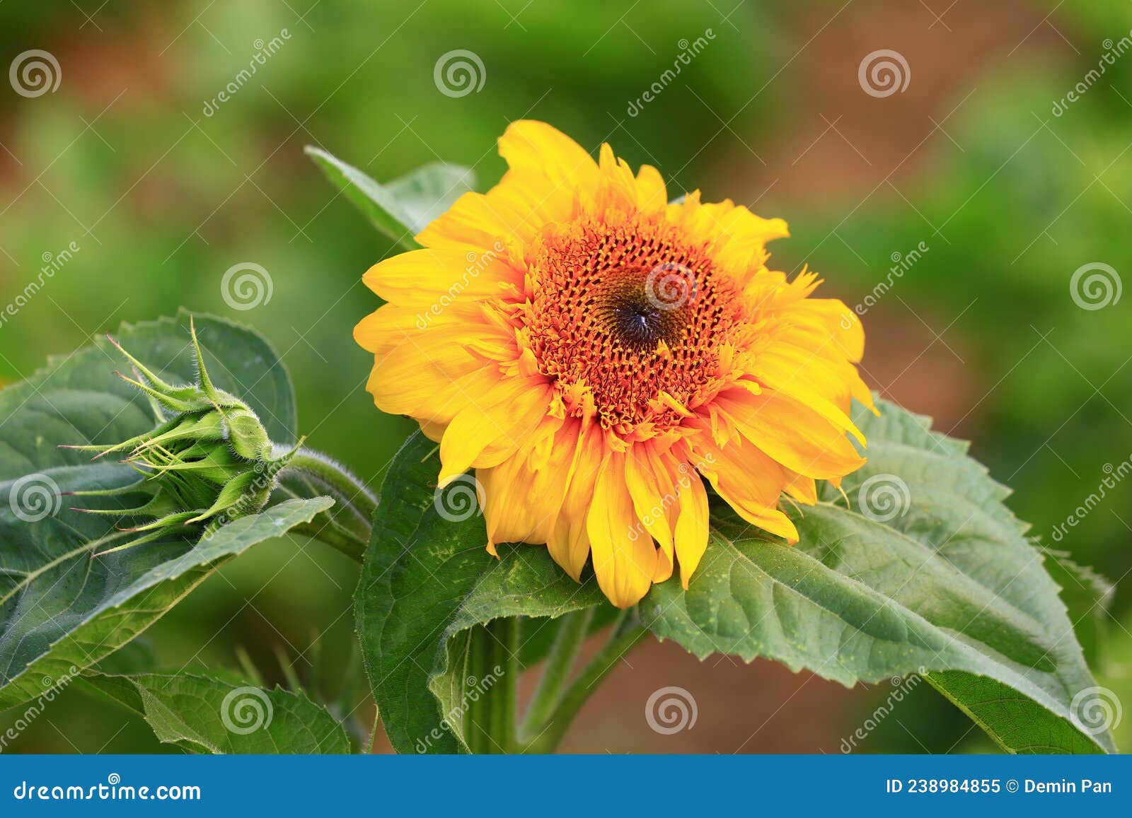 Sunflower grow in the wild stock image. Image of agriculture 238984855