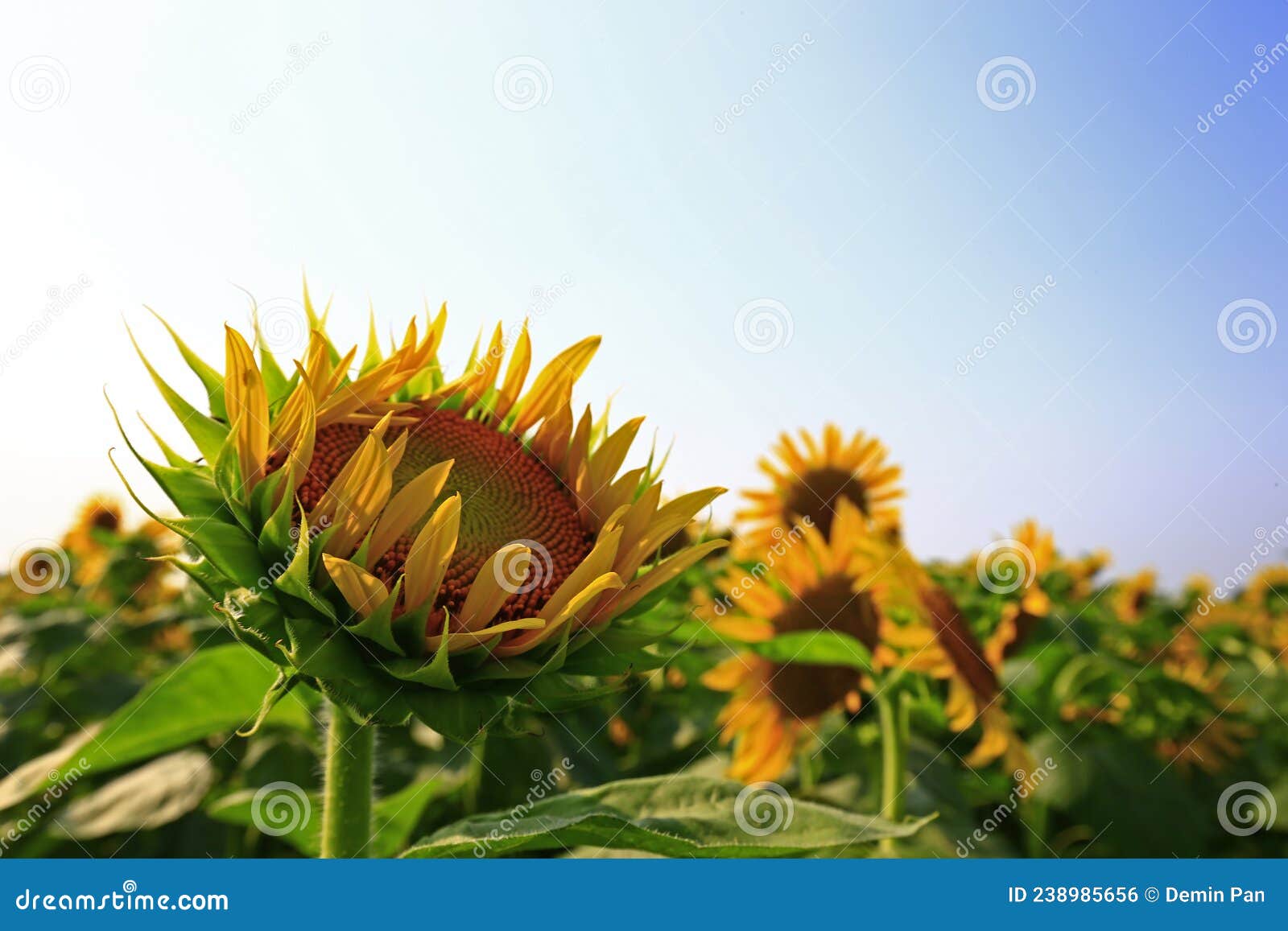 Sunflower grow in the wild stock photo. Image of leaves 238985656