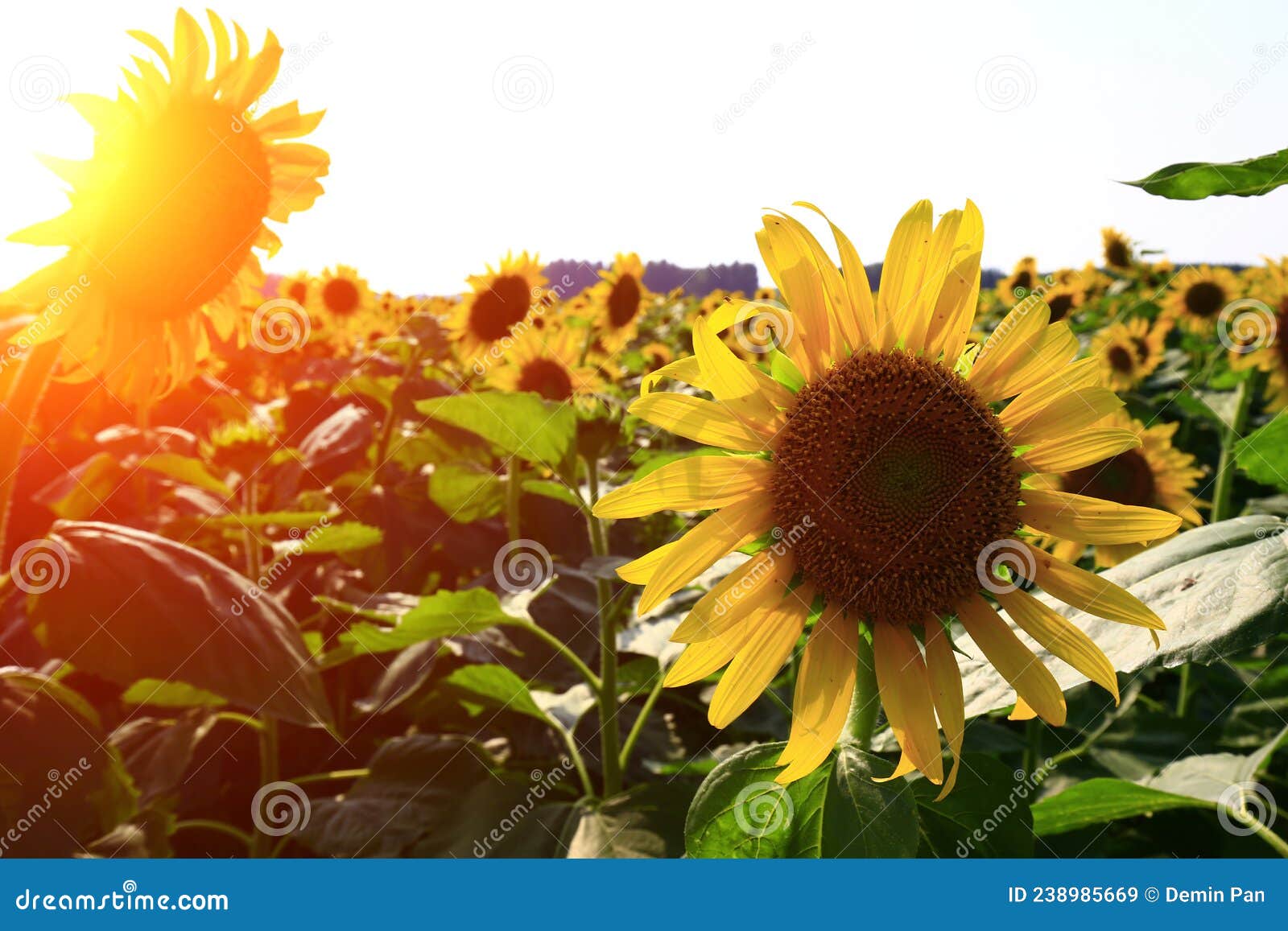 Sunflower grow in the wild stock image. Image of flora 238985669