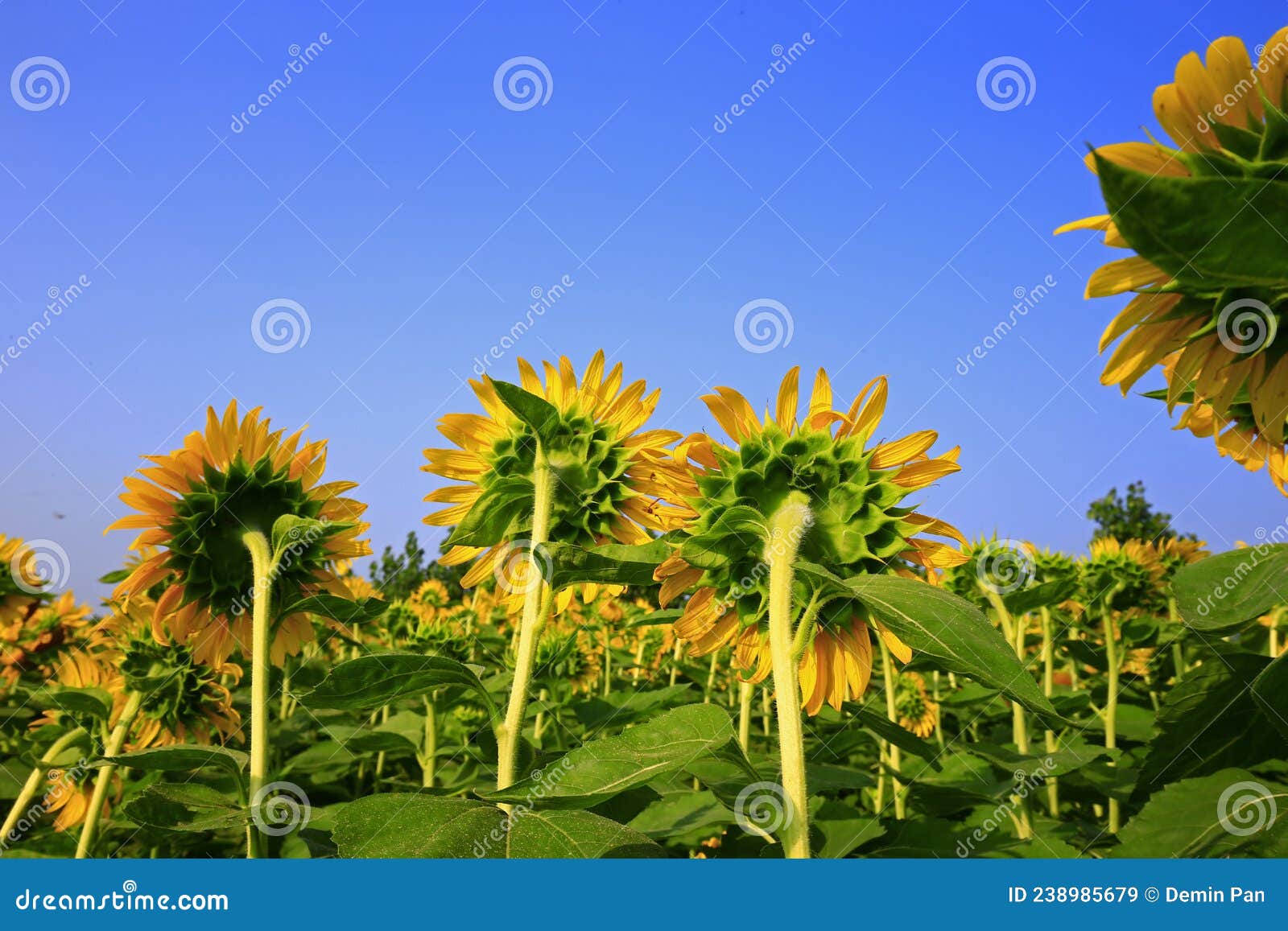 Sunflower grow in the wild stock image. Image of plant 238985679