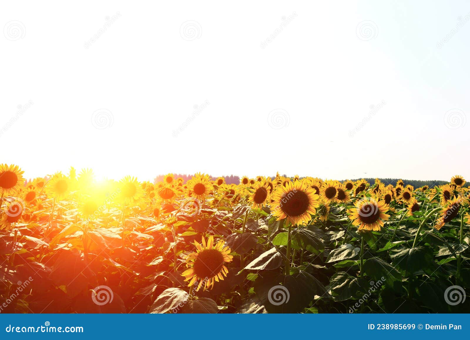 Sunflower grow in the wild stock image. Image of plantation 238985699