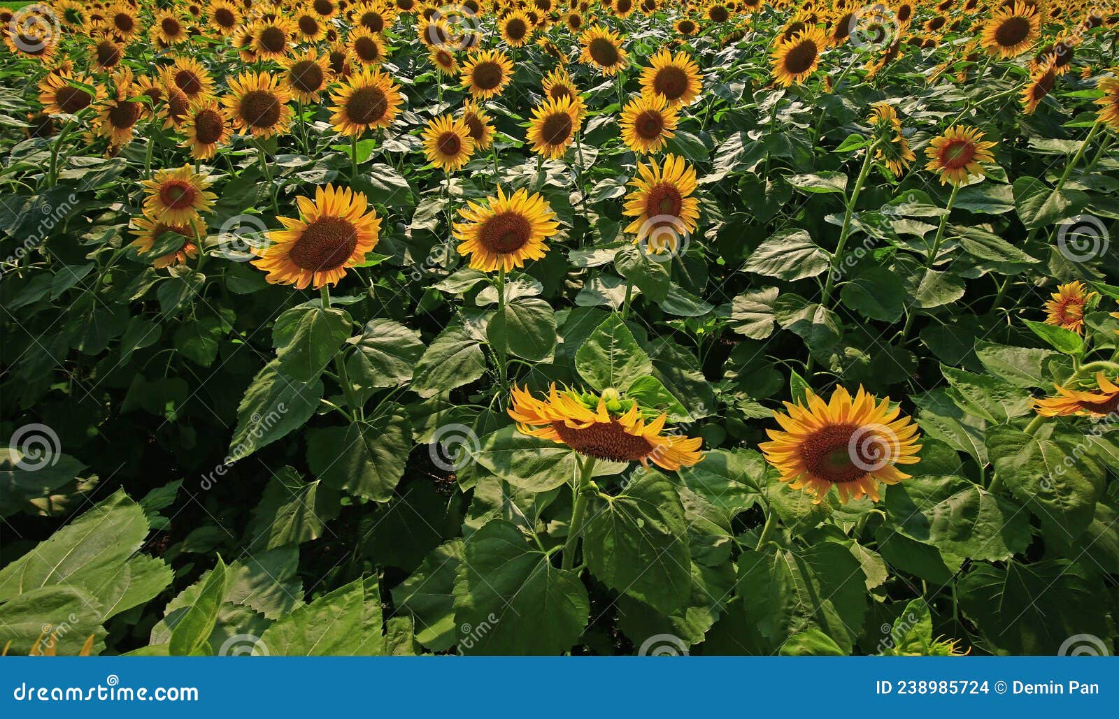Sunflower grow in the wild stock photo. Image of closeup 238985724