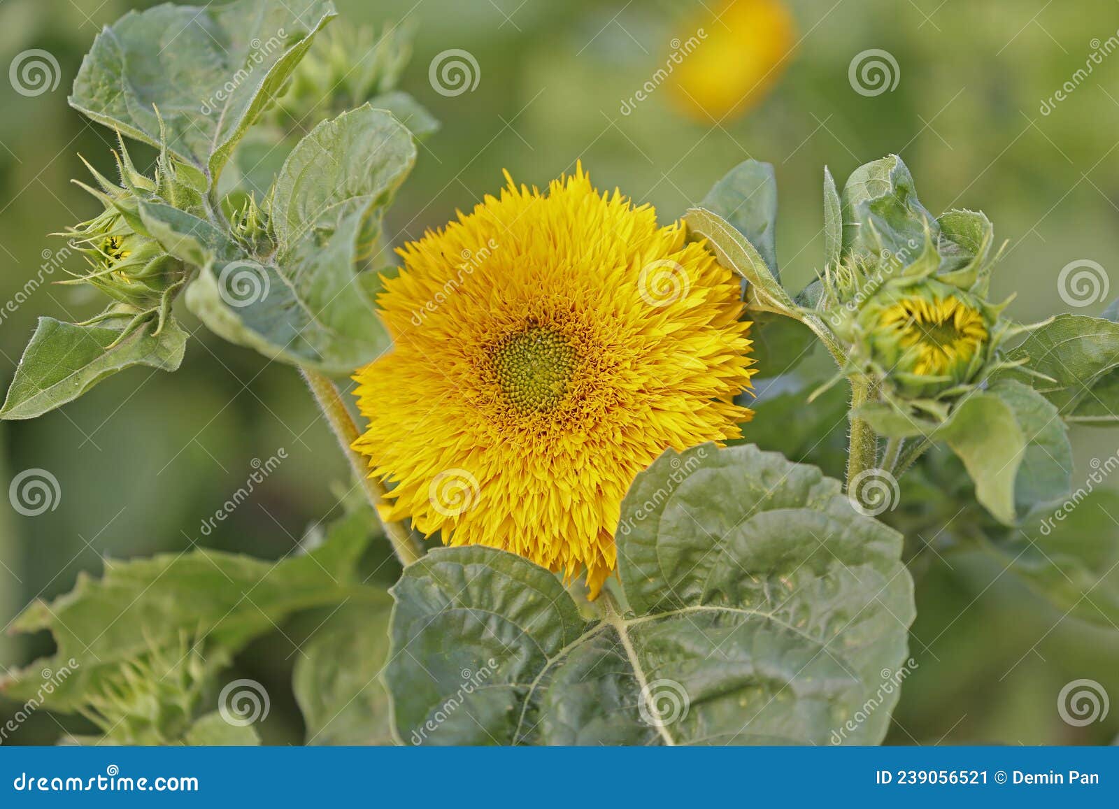 Sunflower grow in the wild stock image. Image of closeup 239056521
