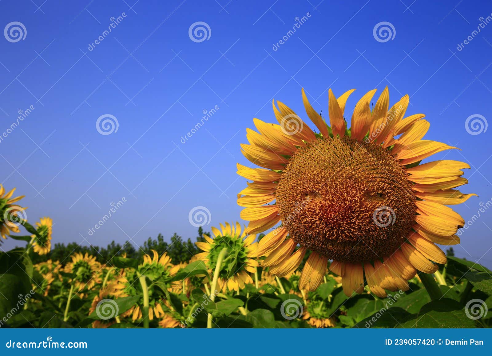 Sunflower grow in the wild stock photo. Image of orange 239057420