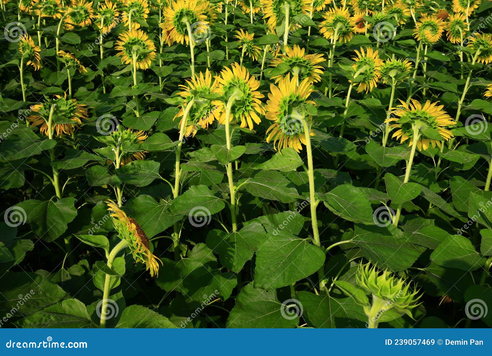 Sunflower grow in the wild stock image. Image of blooming 239057469