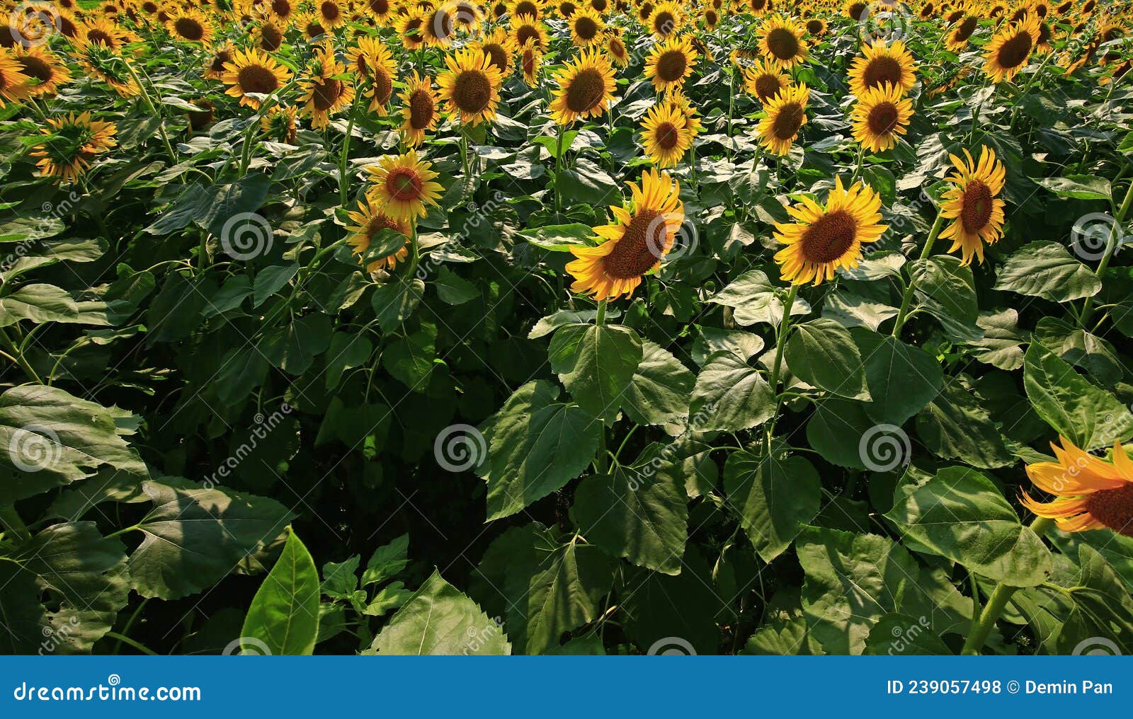 Sunflower grow in the wild stock photo. Image of grow 239057498