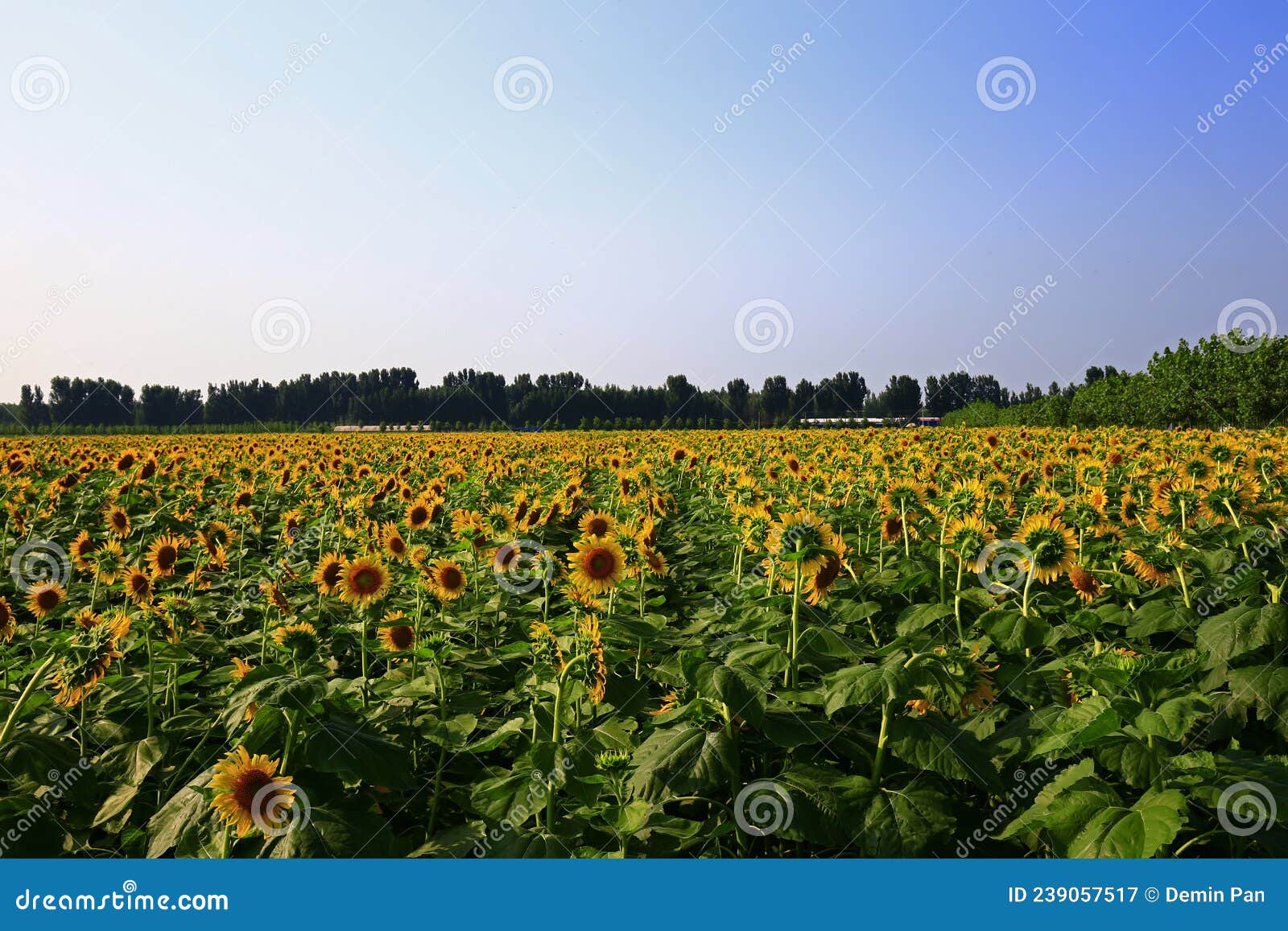 Sunflower grow in the wild stock image. Image of plantation 239057517