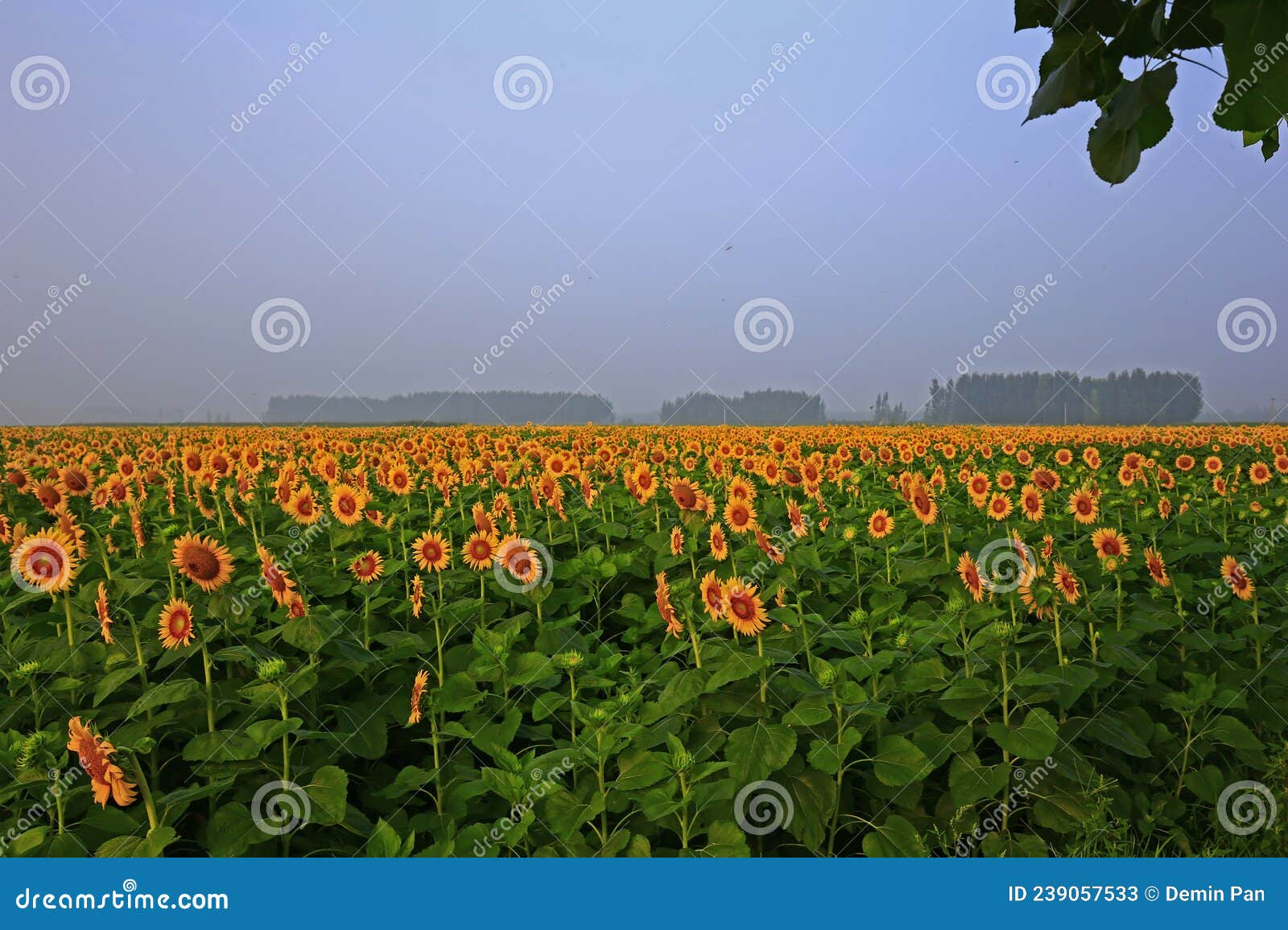 Sunflower grow in the wild stock image. Image of flower 239057533