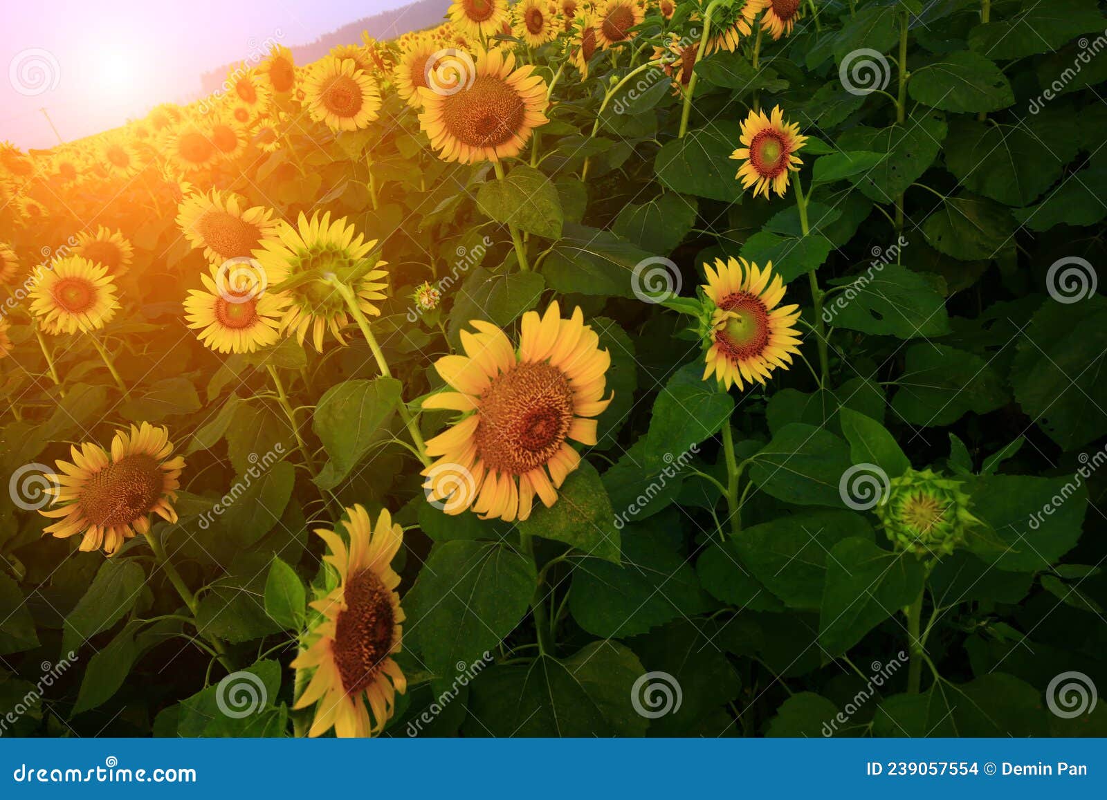 Sunflower grow in the wild stock photo. Image of sunny 239057554