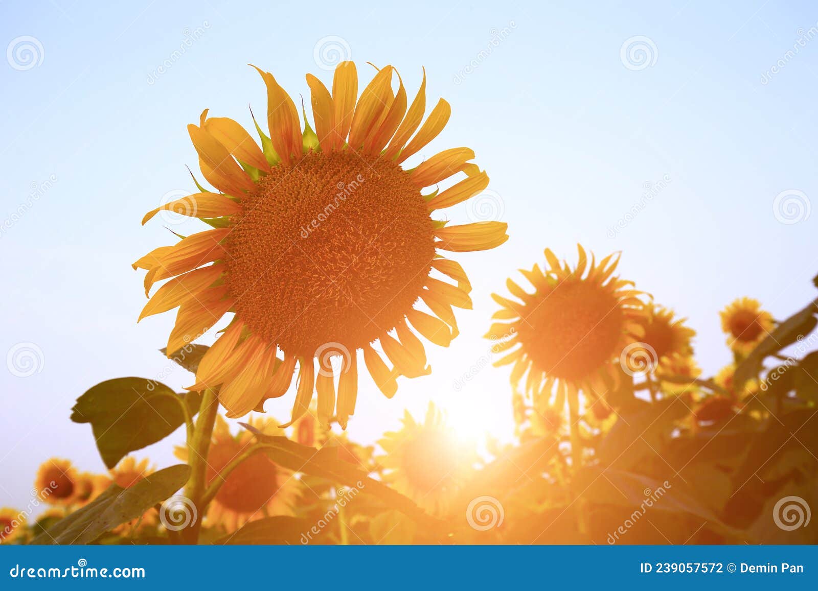 Sunflower grow in the wild stock photo. Image of green 239057572