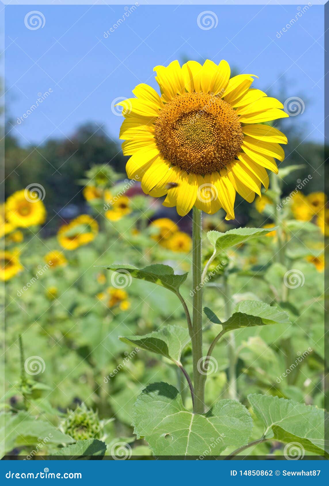 Sunflower Growing in a Field Stock Photo Image of meadow, flower