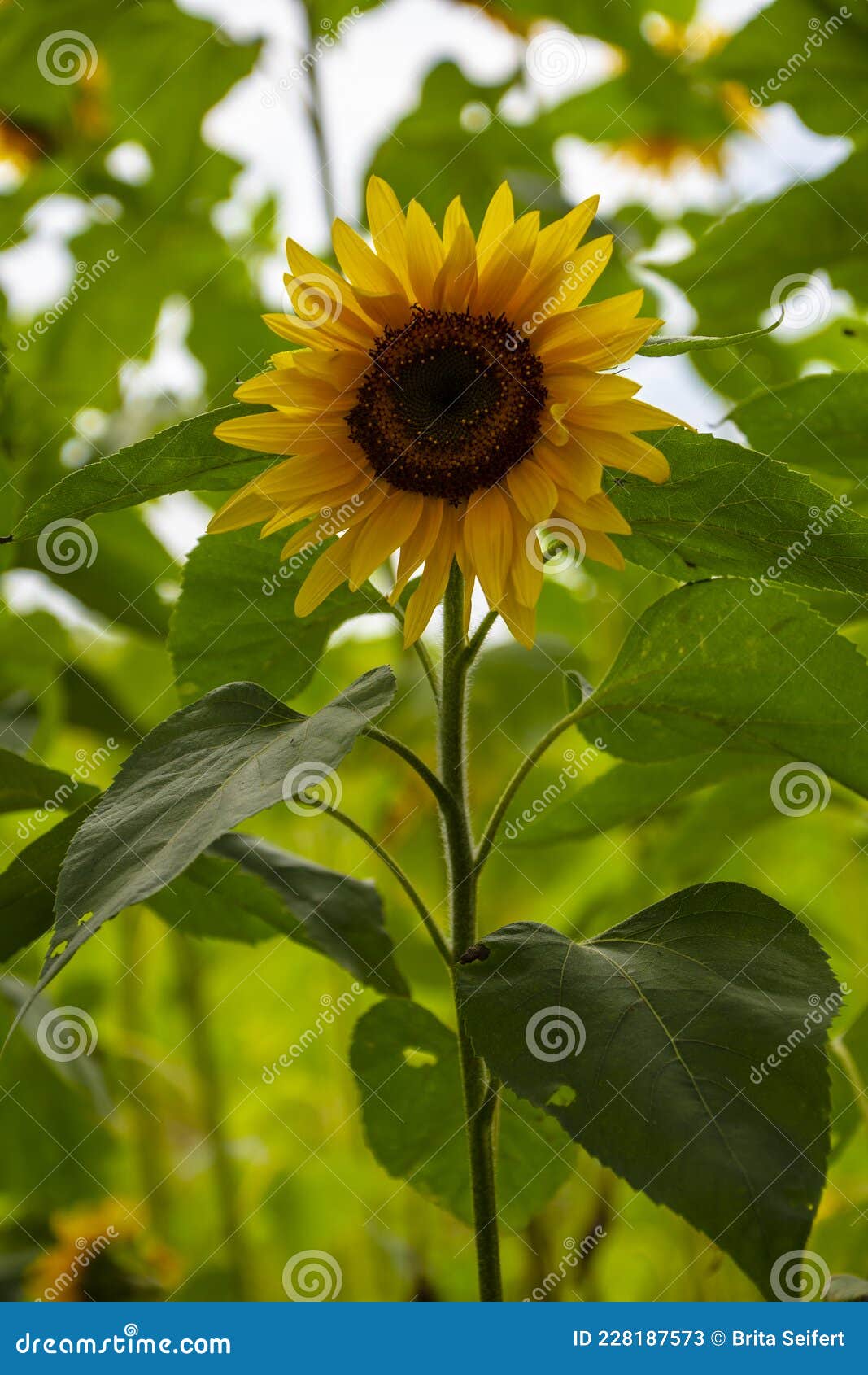 sunflower growing in a field. yellow and dark red sunflower. natural sunflower background