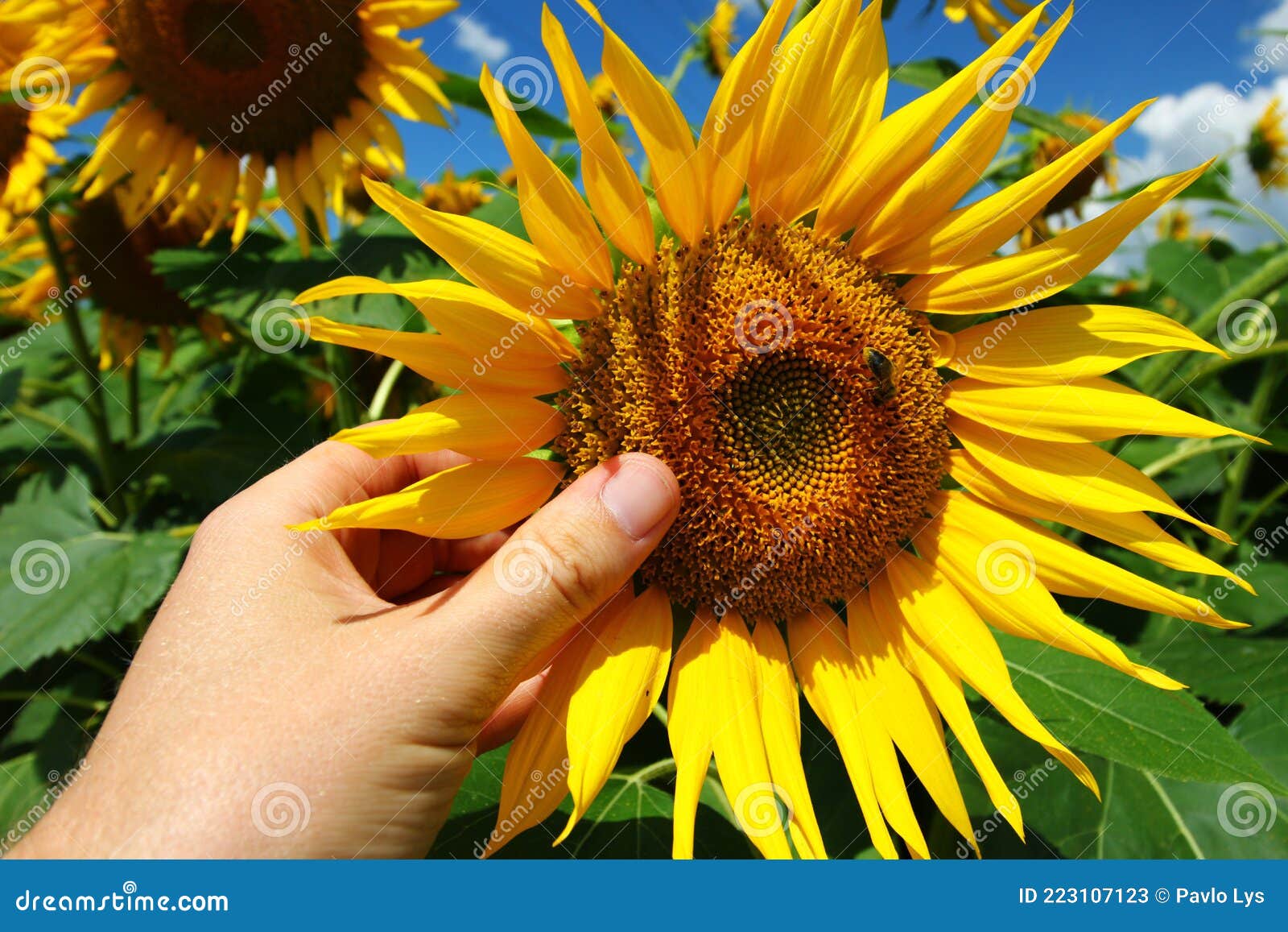 Sunflower Growing Plantation Close Up Stock Image Image of cloudy