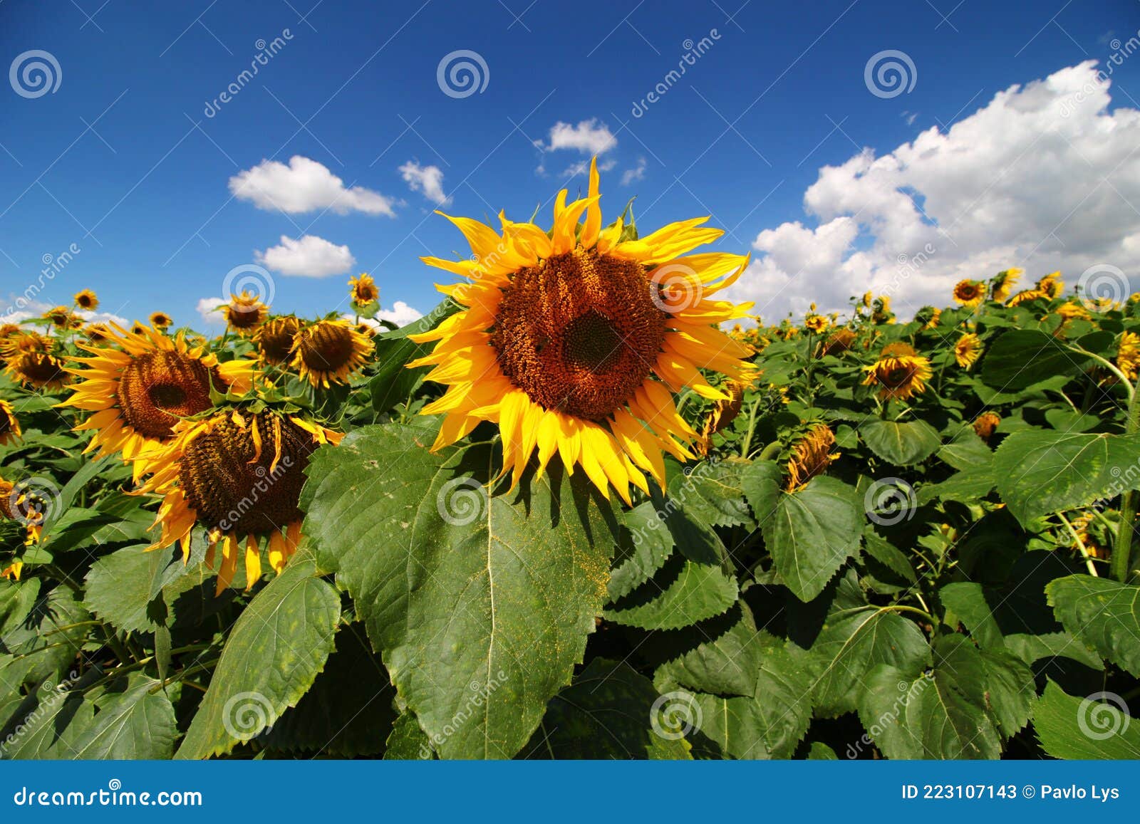 Sunflower Growing Plantation Close Up Stock Image Image of season