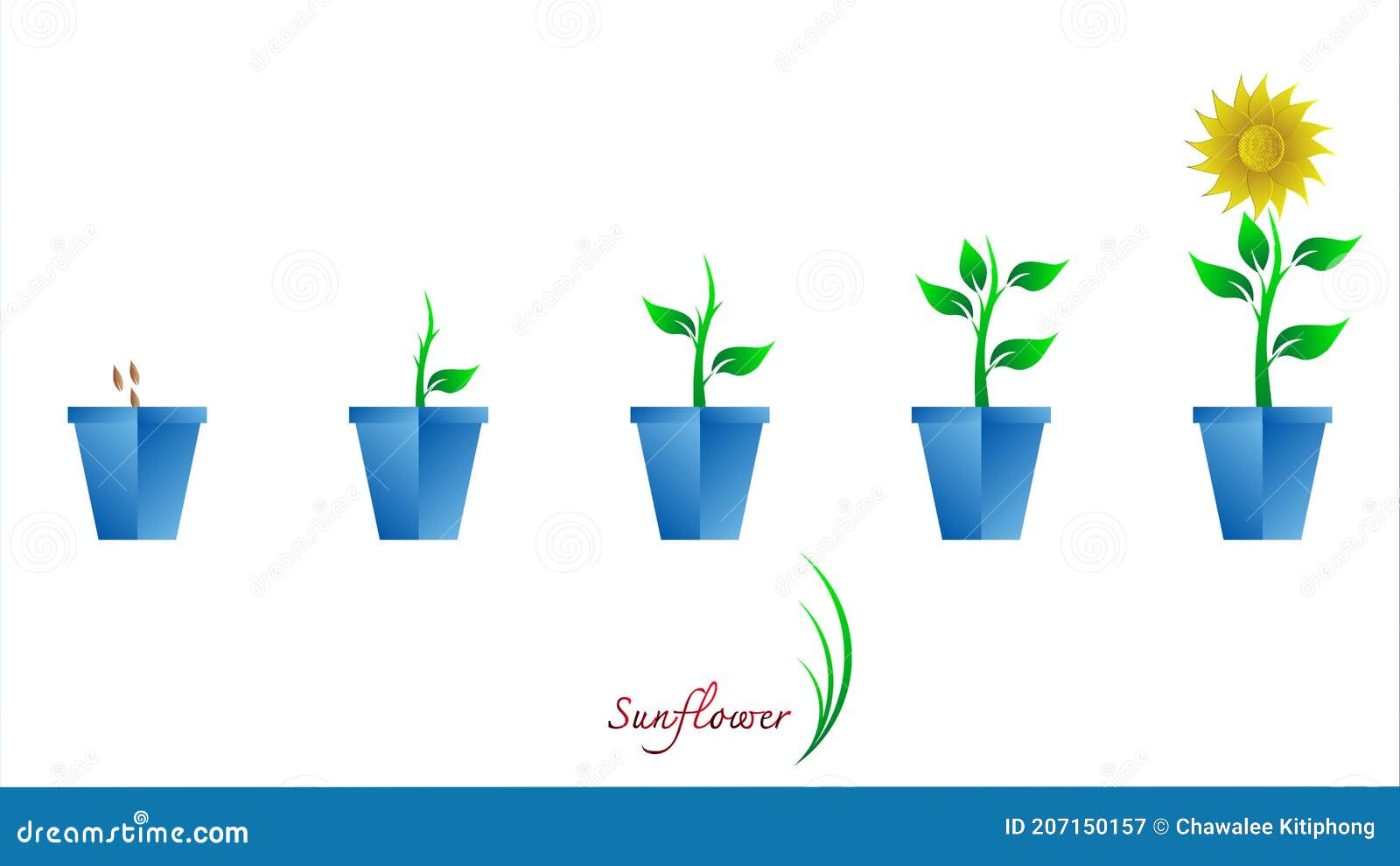 Sunflower Growing Process Vector Illustration Flat Design. Planting Process Of Sunflowers