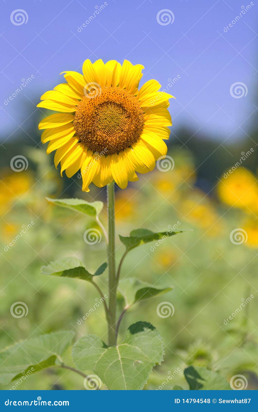 Sunflower Grows in a Field in Lexington, SC Stock Photo Image of