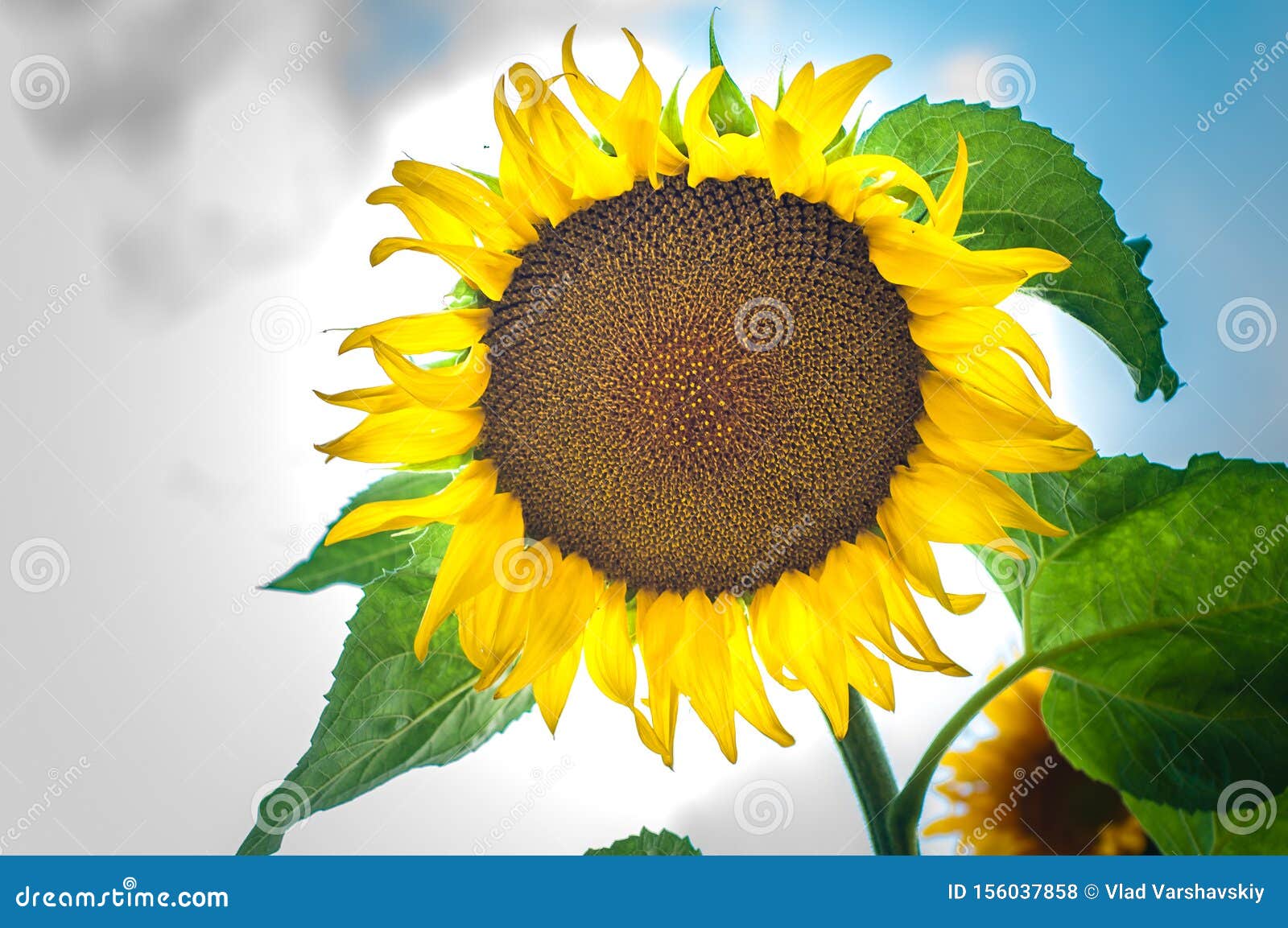 Sunflower Grows on a Private Plot. Home Garden with Plants Stock Photo