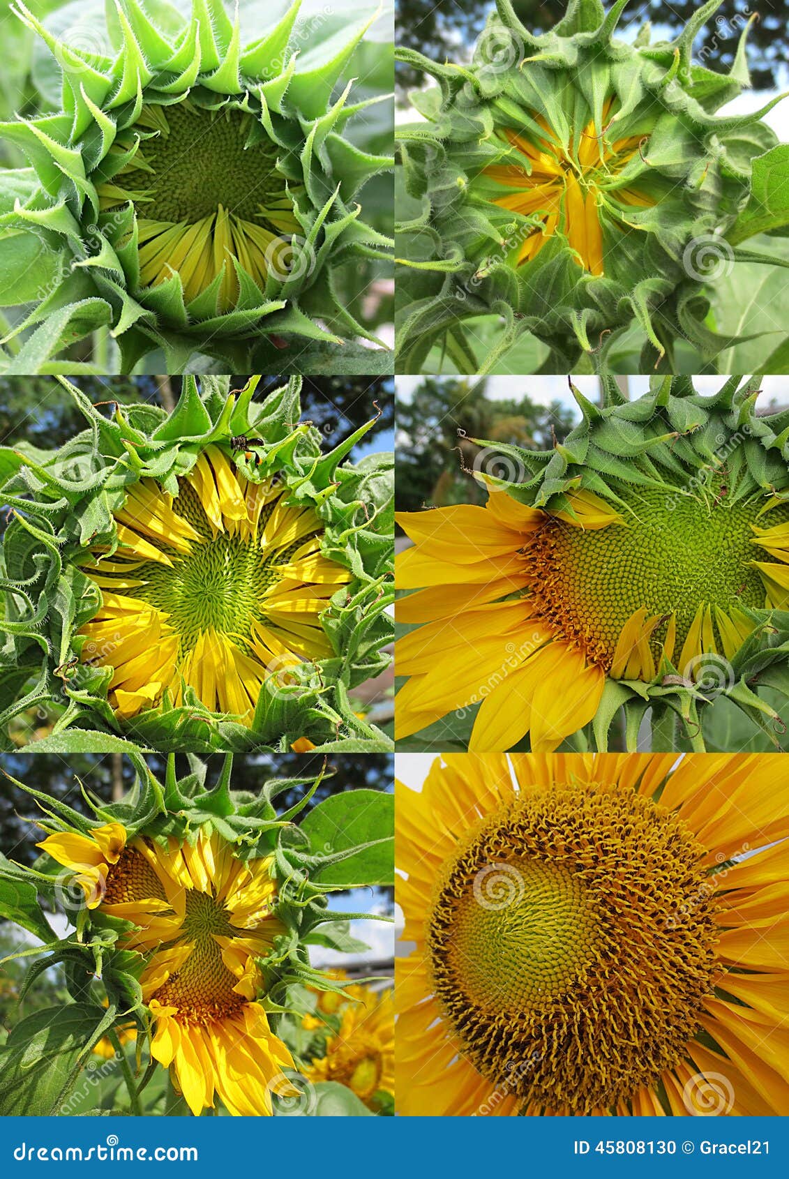 Growing Stages of Sunflowers: A Blooming Journey