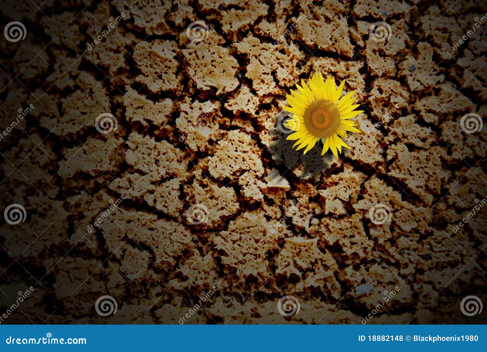 Sunflower on grunge soil stock photo. Image of broken 18882148