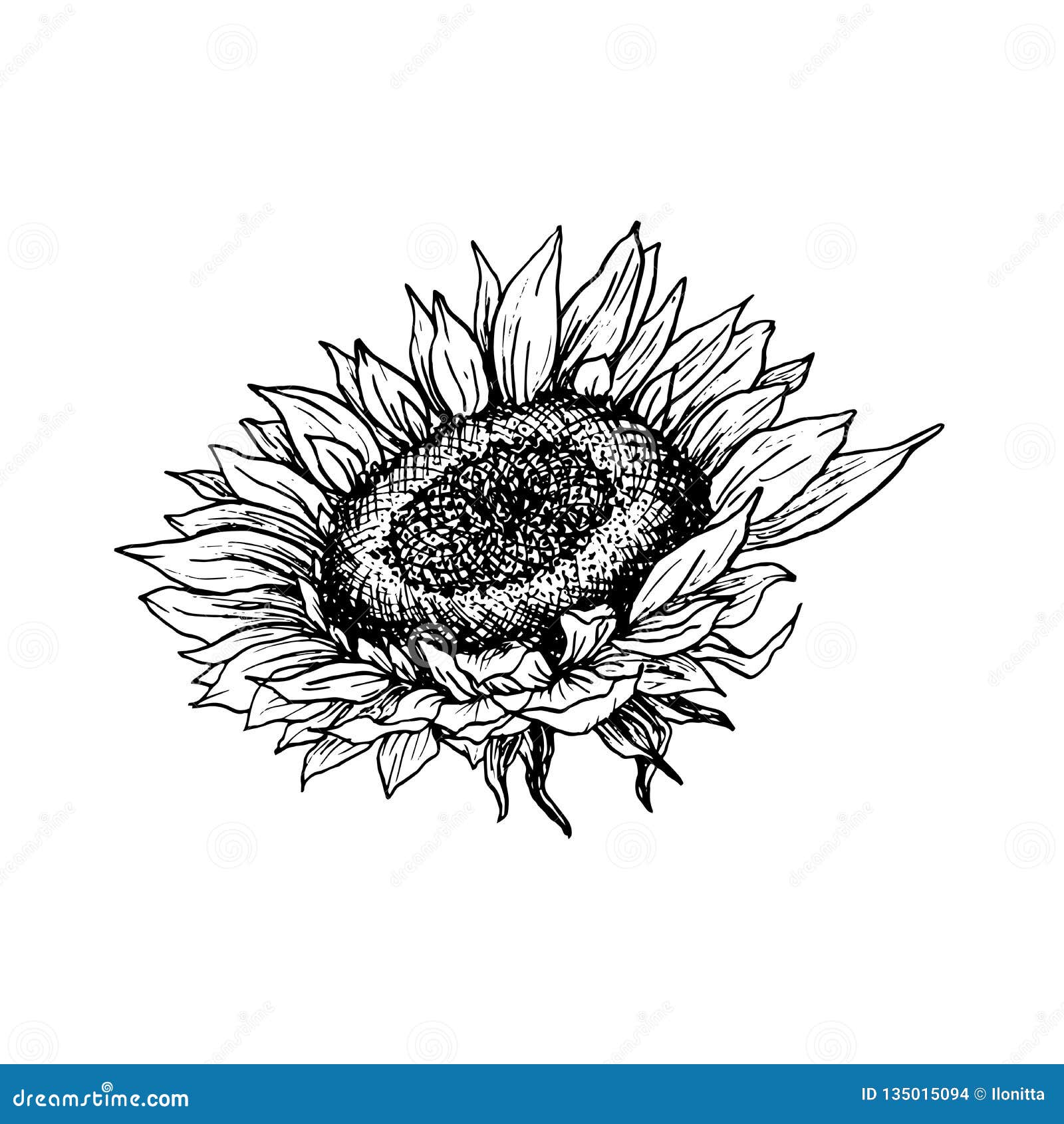 Download Sunflower Hand Drawn Ink Pen Illustration Stock Vector ...