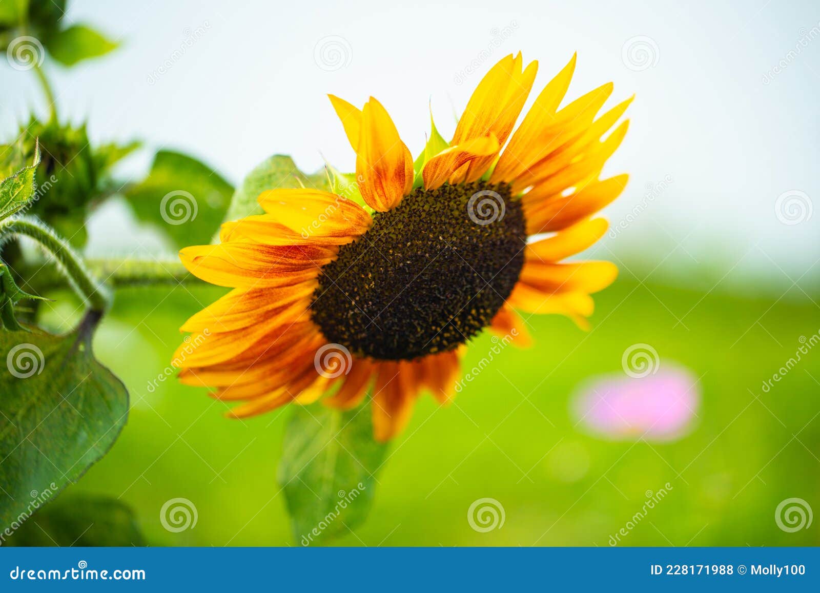 Sunflower is Hanging Down , Summertime Stock Photo Image of field