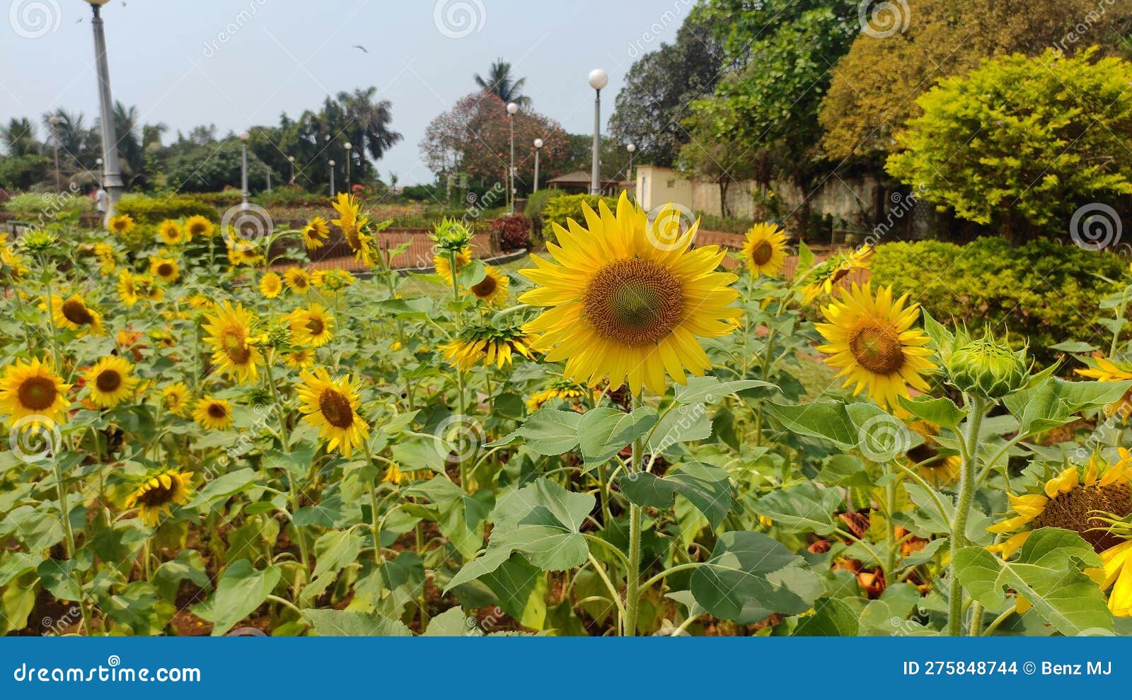 Sunflower in the Hanging Garden at Mumbai Stock Photo Image of plant