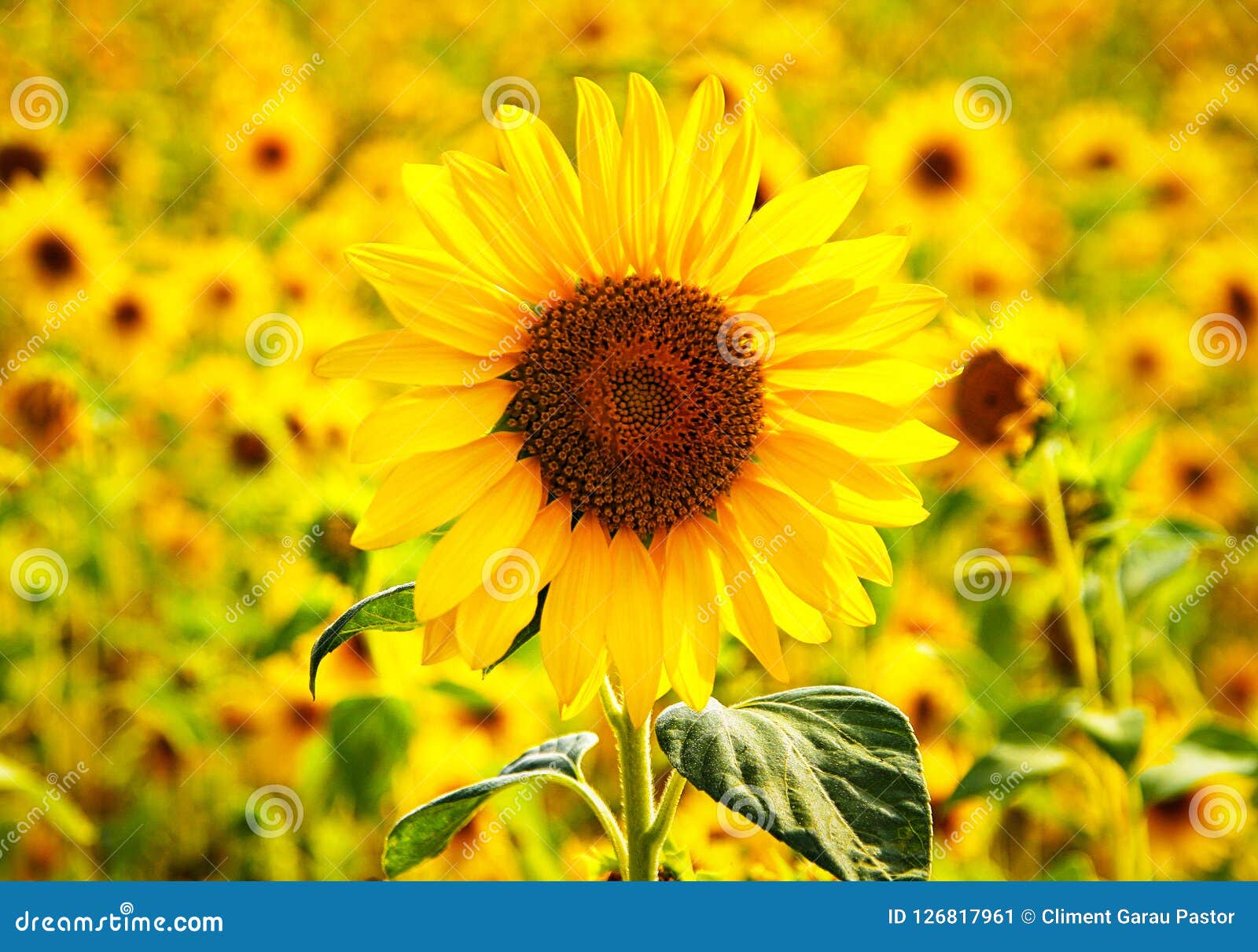 sunflower happiness girasol felicidad