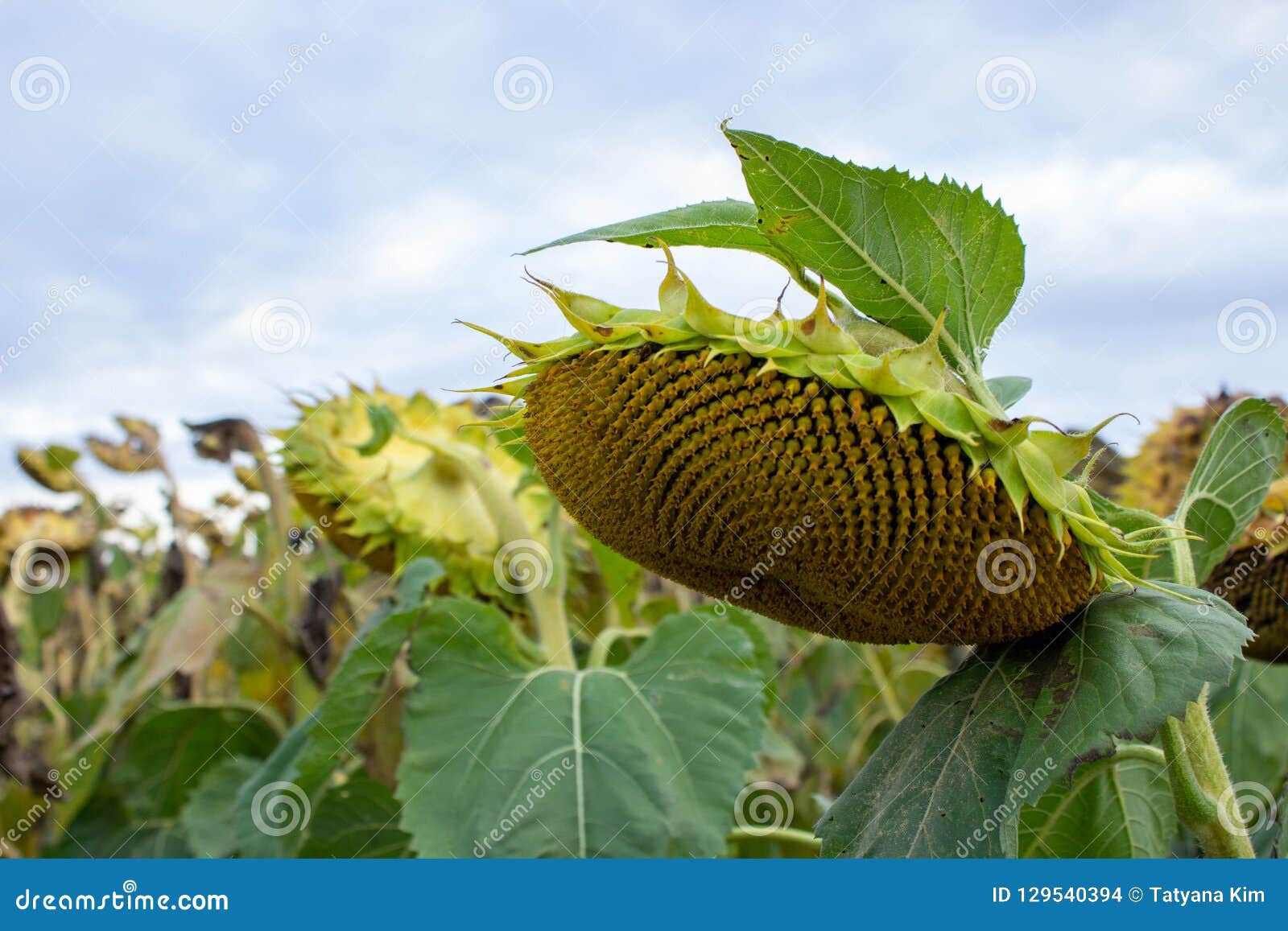 Sunflower Harvest, Riped Sunflowers in the Field Stock Photo - Image of ...