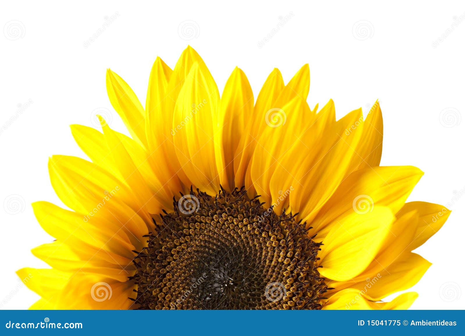 Sunflower Head Isolated on White Stock Image Image of head, sunflower