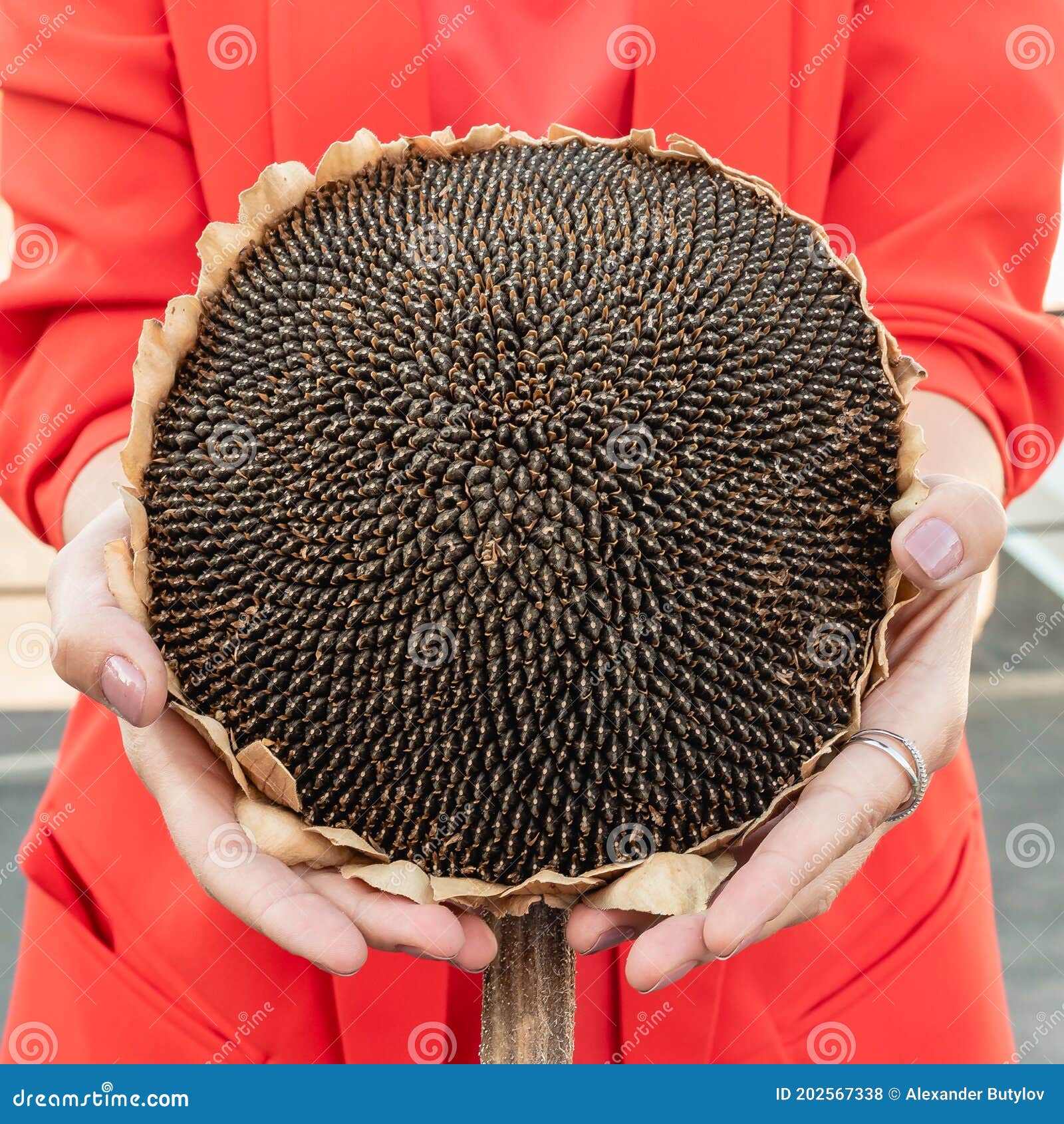 Sunflower Head with Seeds in Hands Stock Photo Image of plant