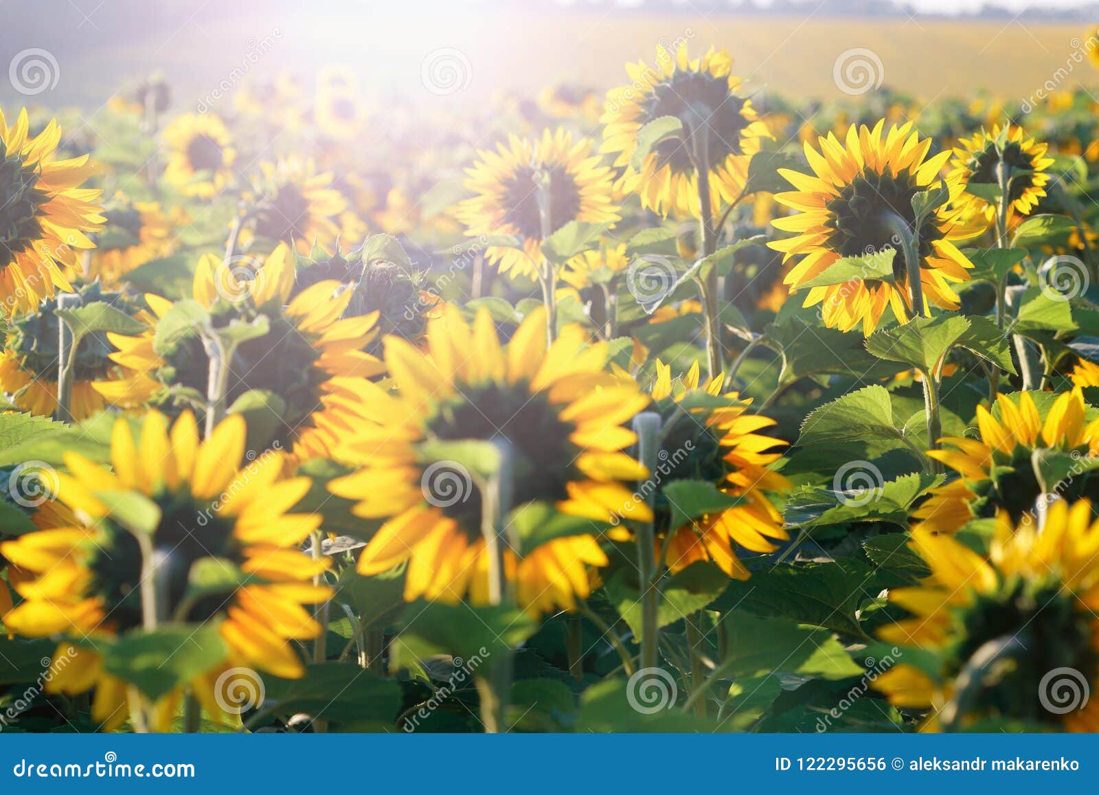 Sunflower Head Turned Toward the Sun in the Morning. Stock Photo