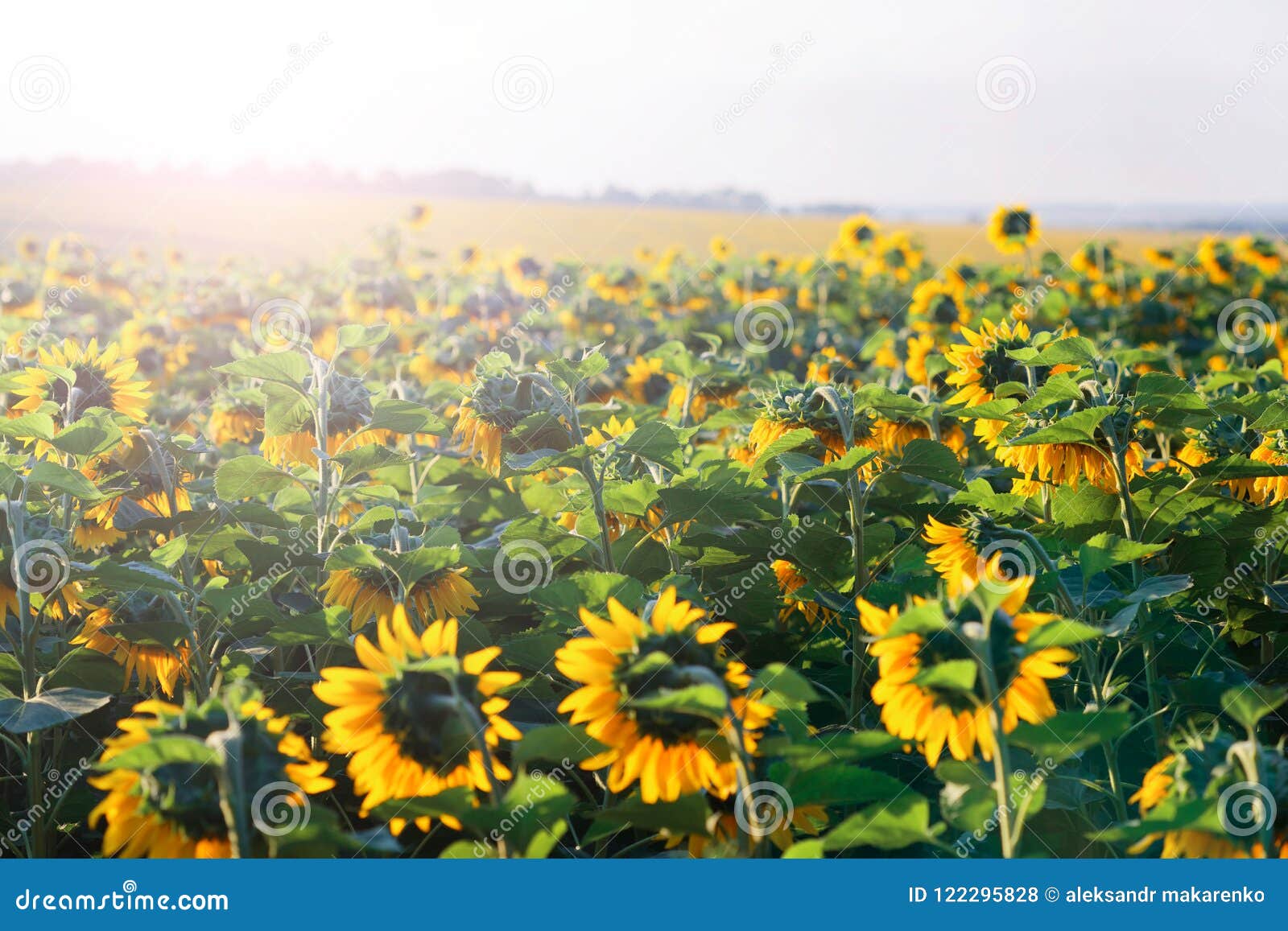 Sunflower Head Turned Toward the Sun in the Morning. Stock Photo