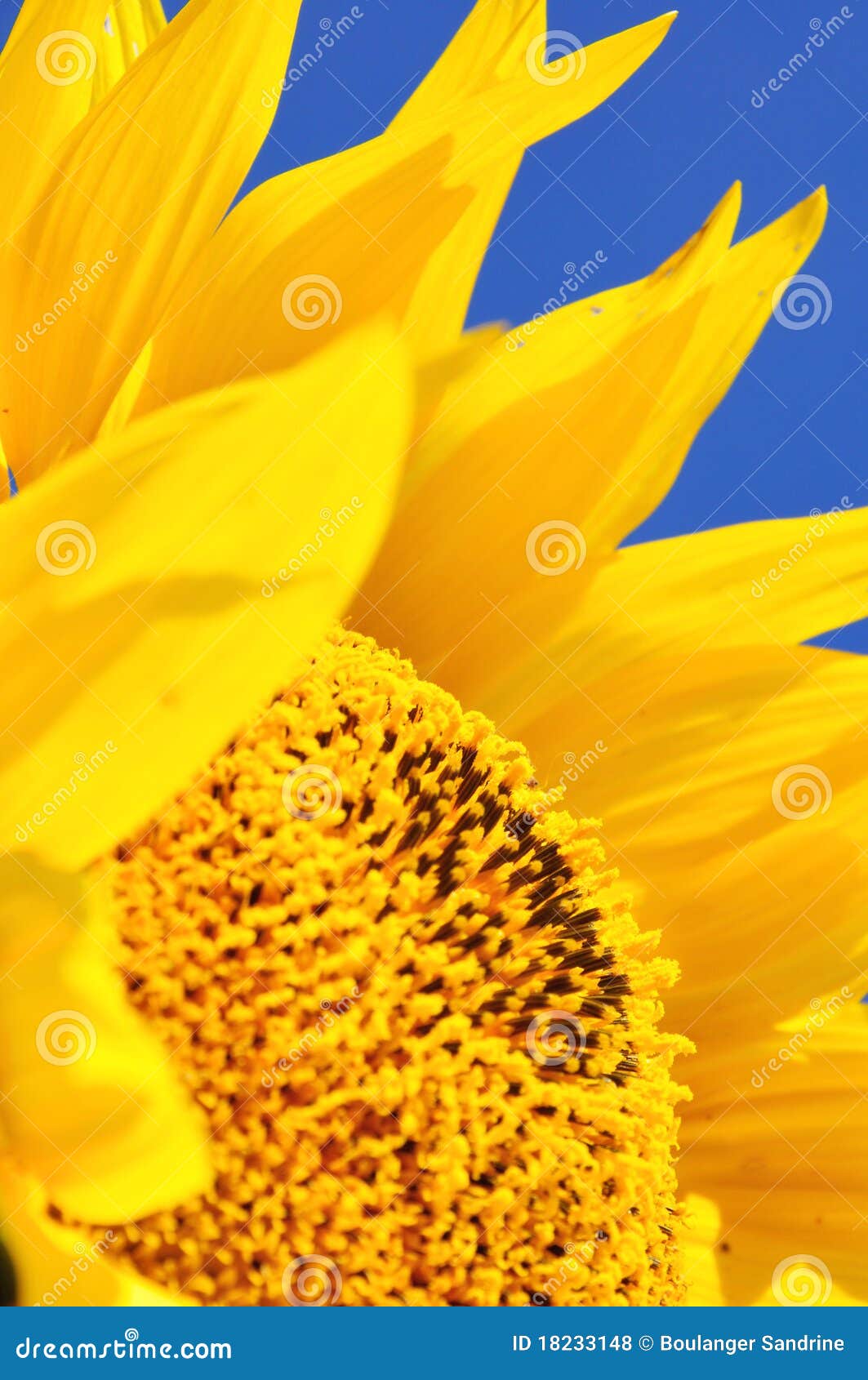 Sunflower hearts stock photo. Image of acid, pistils 18233148