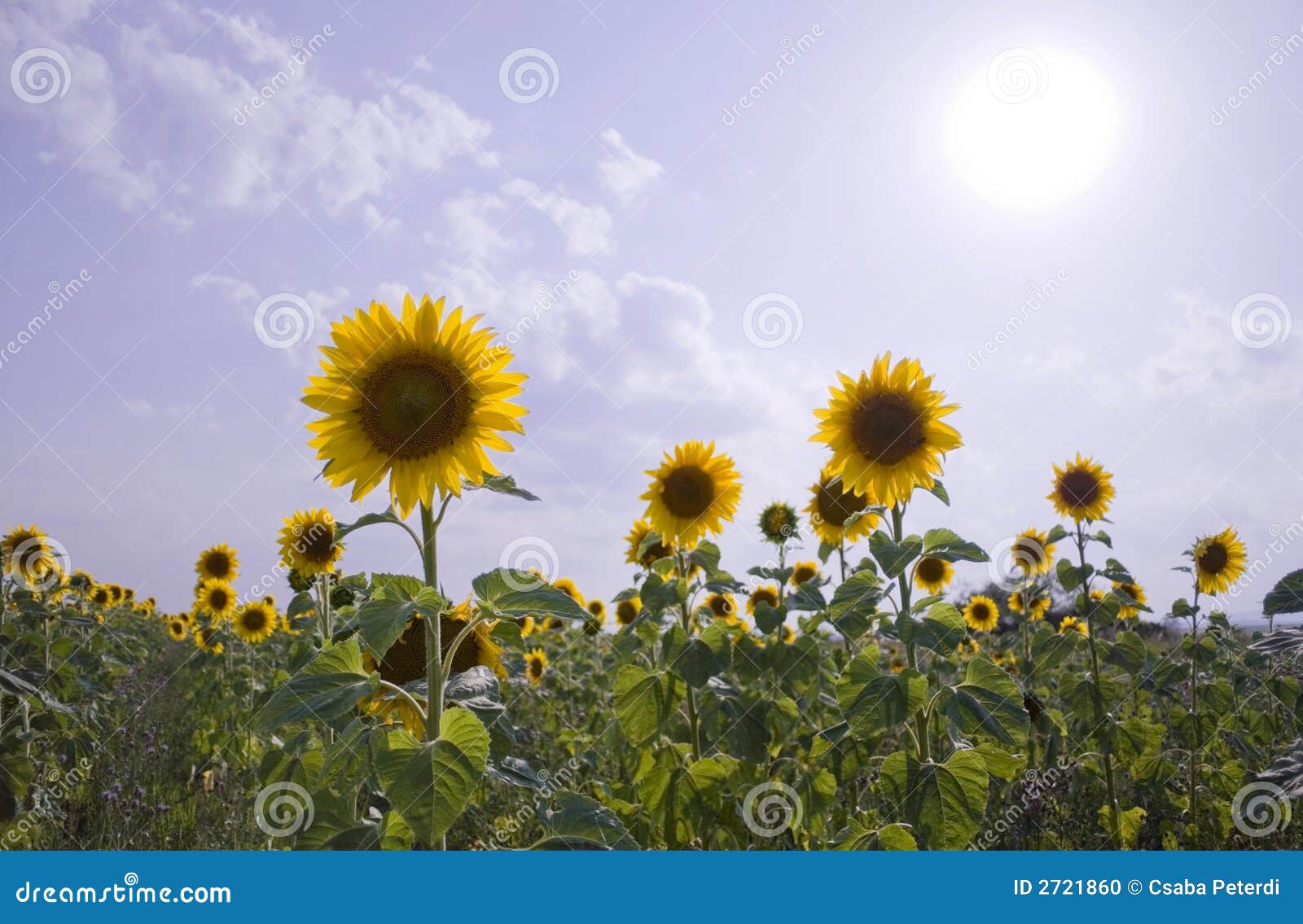 Sunflower heat stock photo. Image of seed, blue, field 2721860