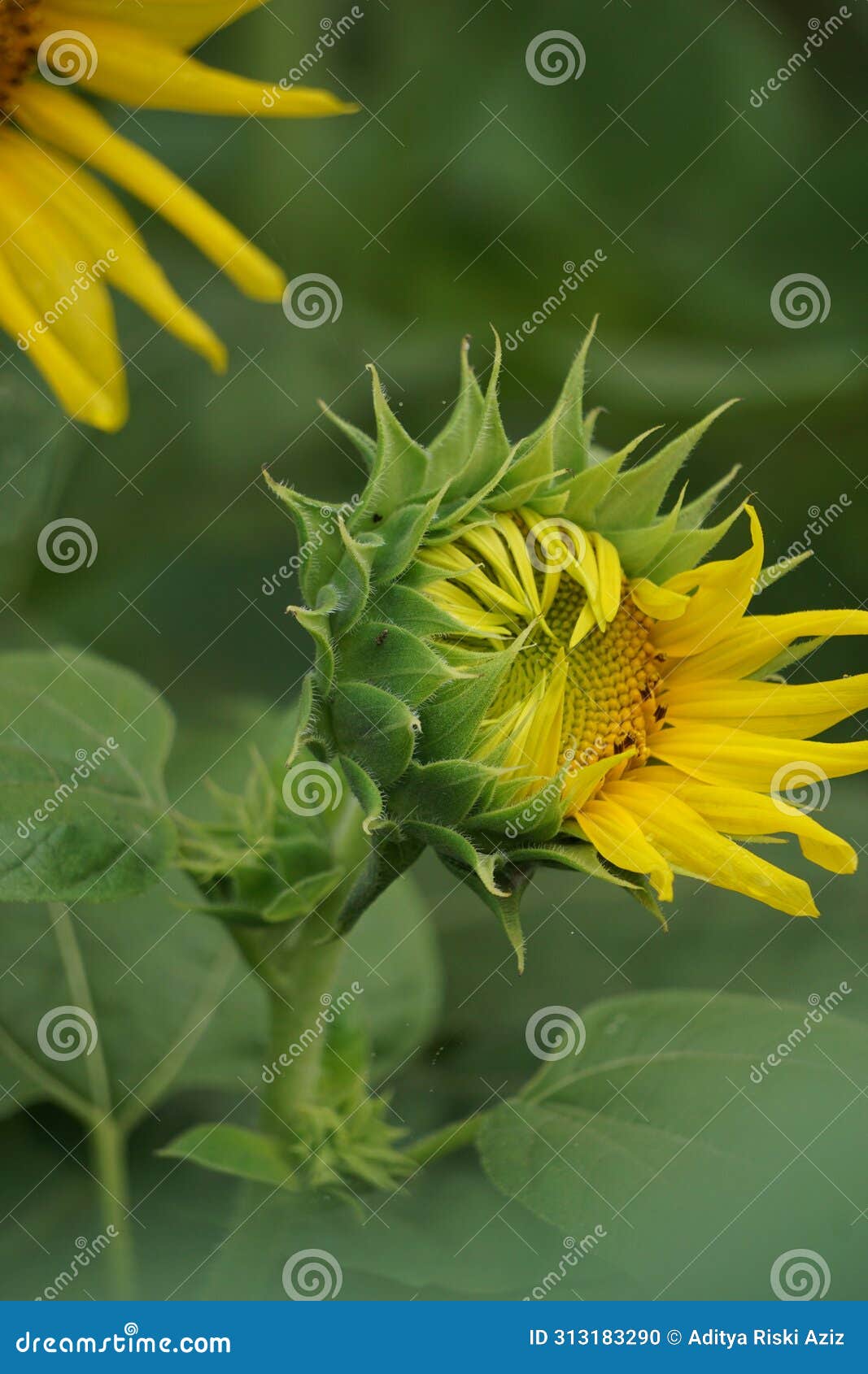 sunflower (helianthus annuus, bunga matahari) on the tree.