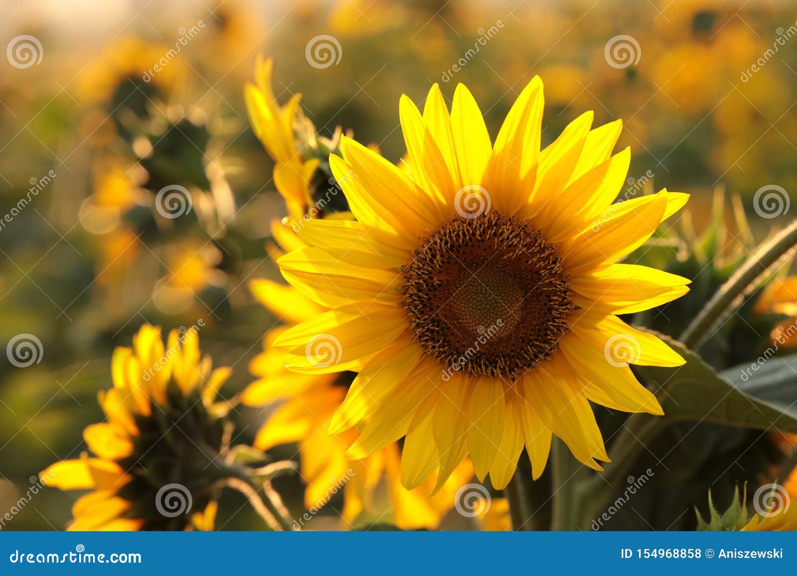 164,740 August Nature Photos - Free Royalty-Free Photos from Dreamstime