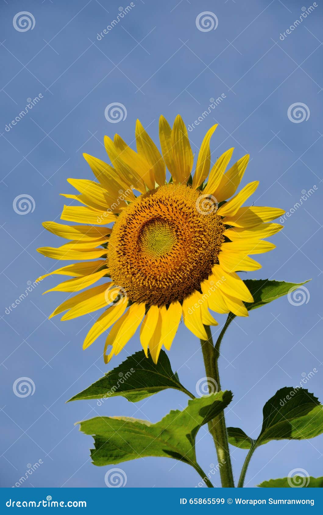 Sunflower stock image. Image of sunflower, asteraceae 65865599