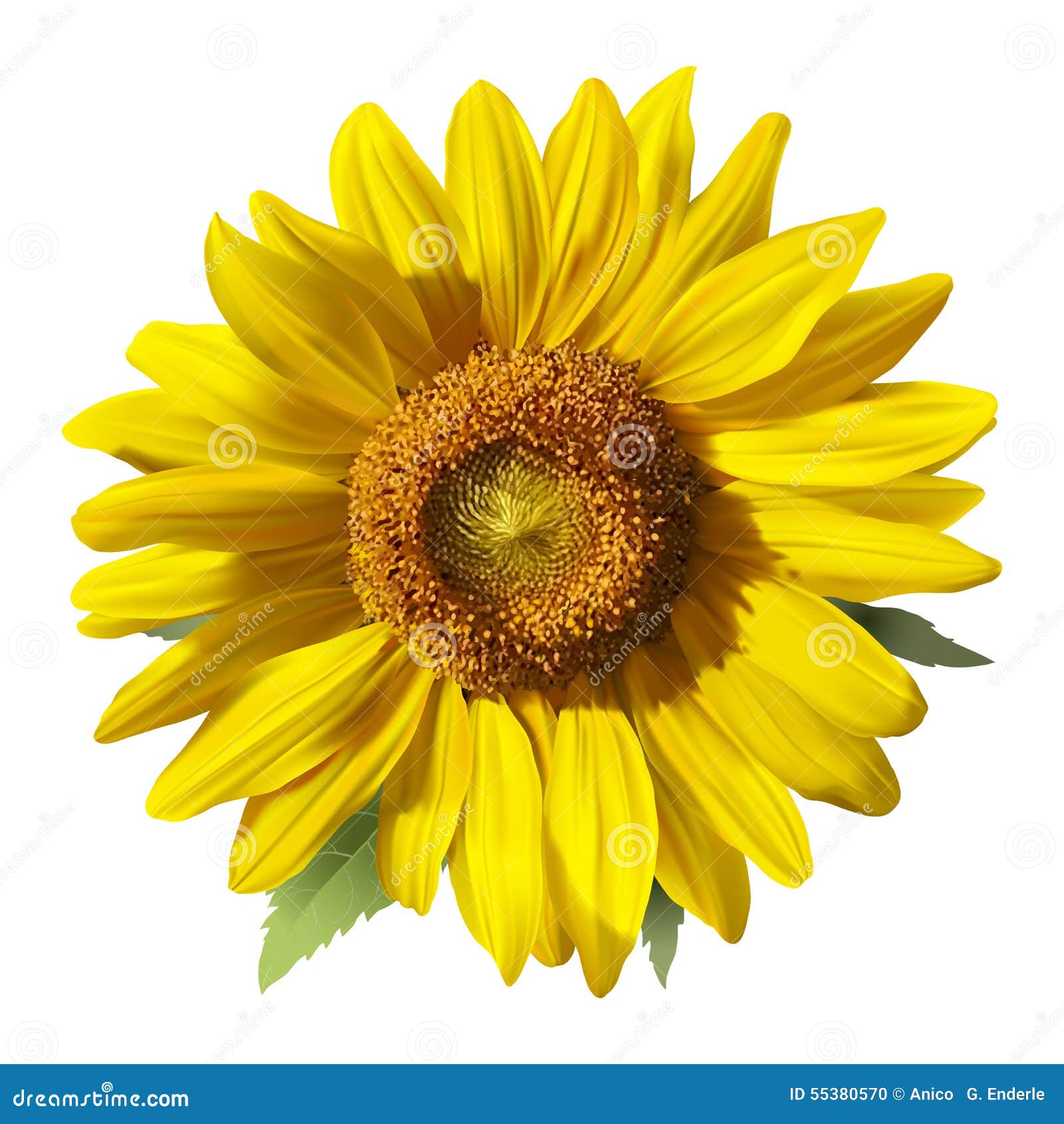 Free Free 124 Realistic Sunflower Svg SVG PNG EPS DXF File