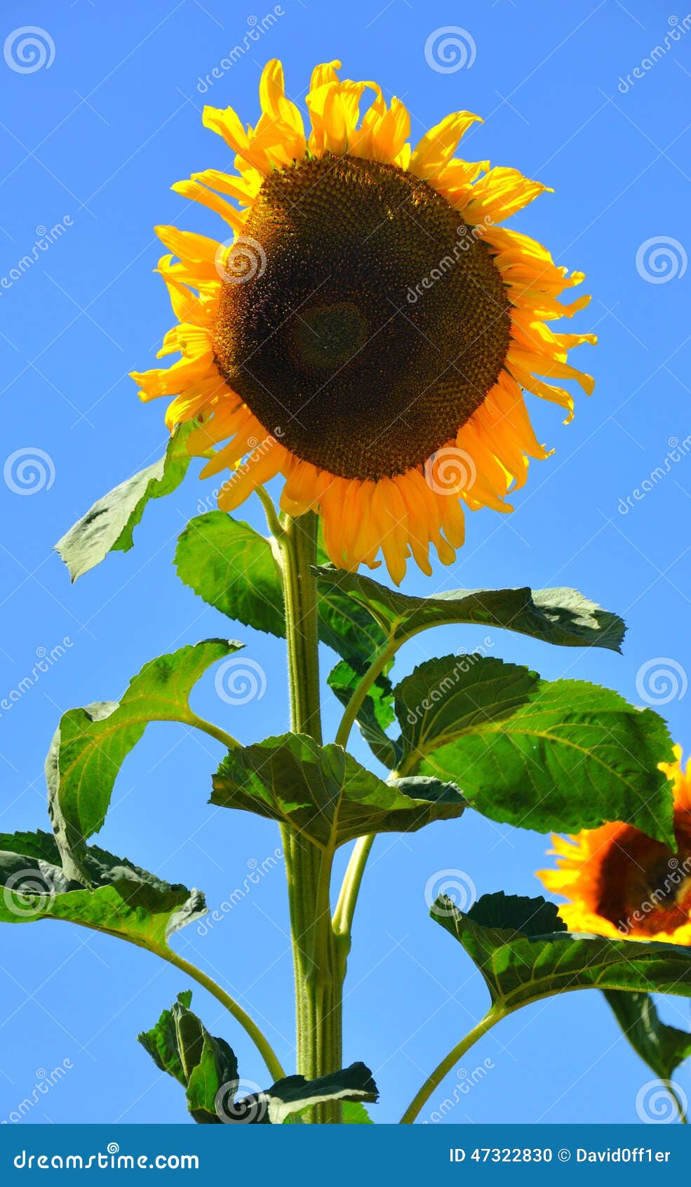 Sunflower stock photo. Image of summer, pistil, blue 47322830