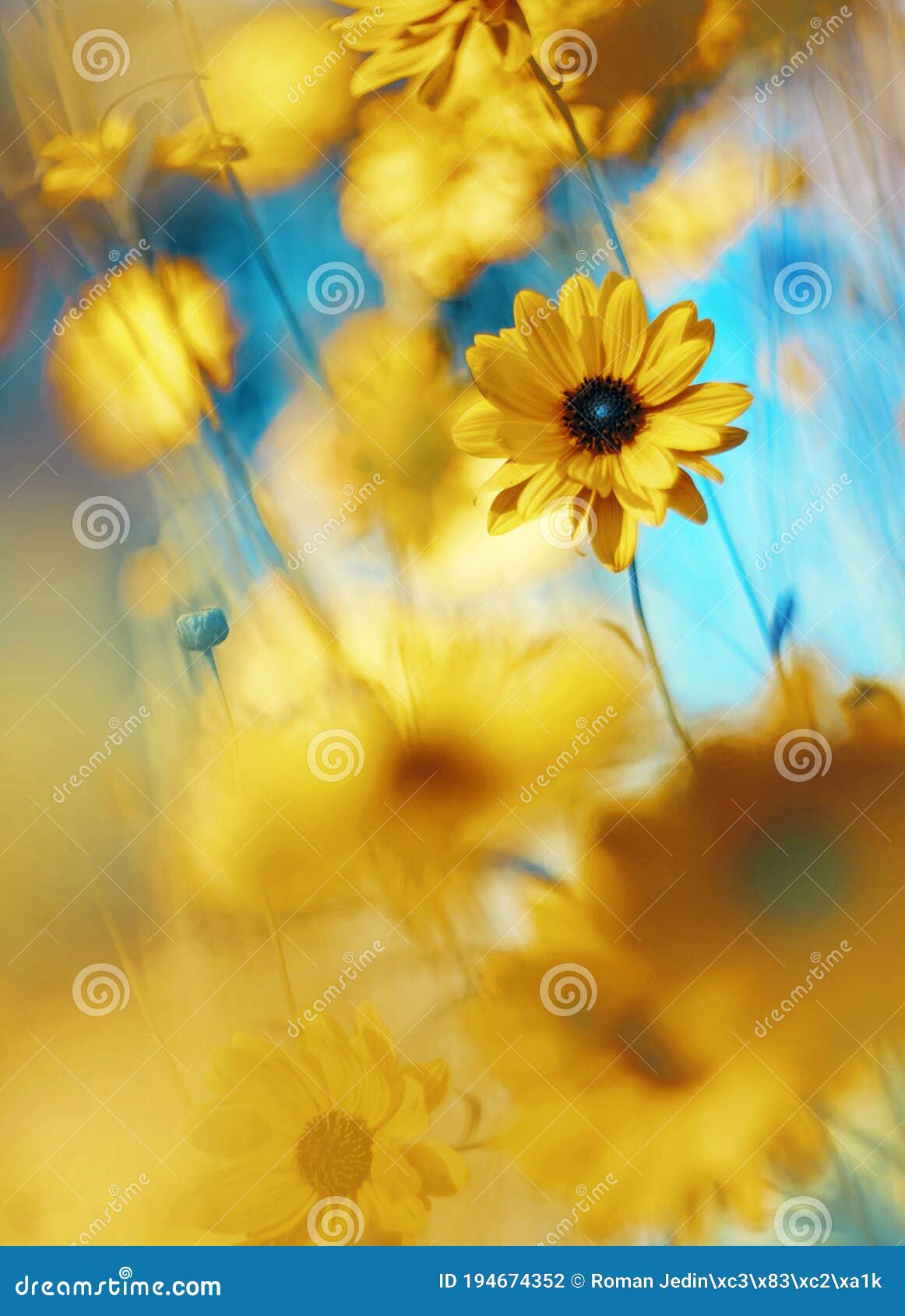 sunflower - impresion of colors